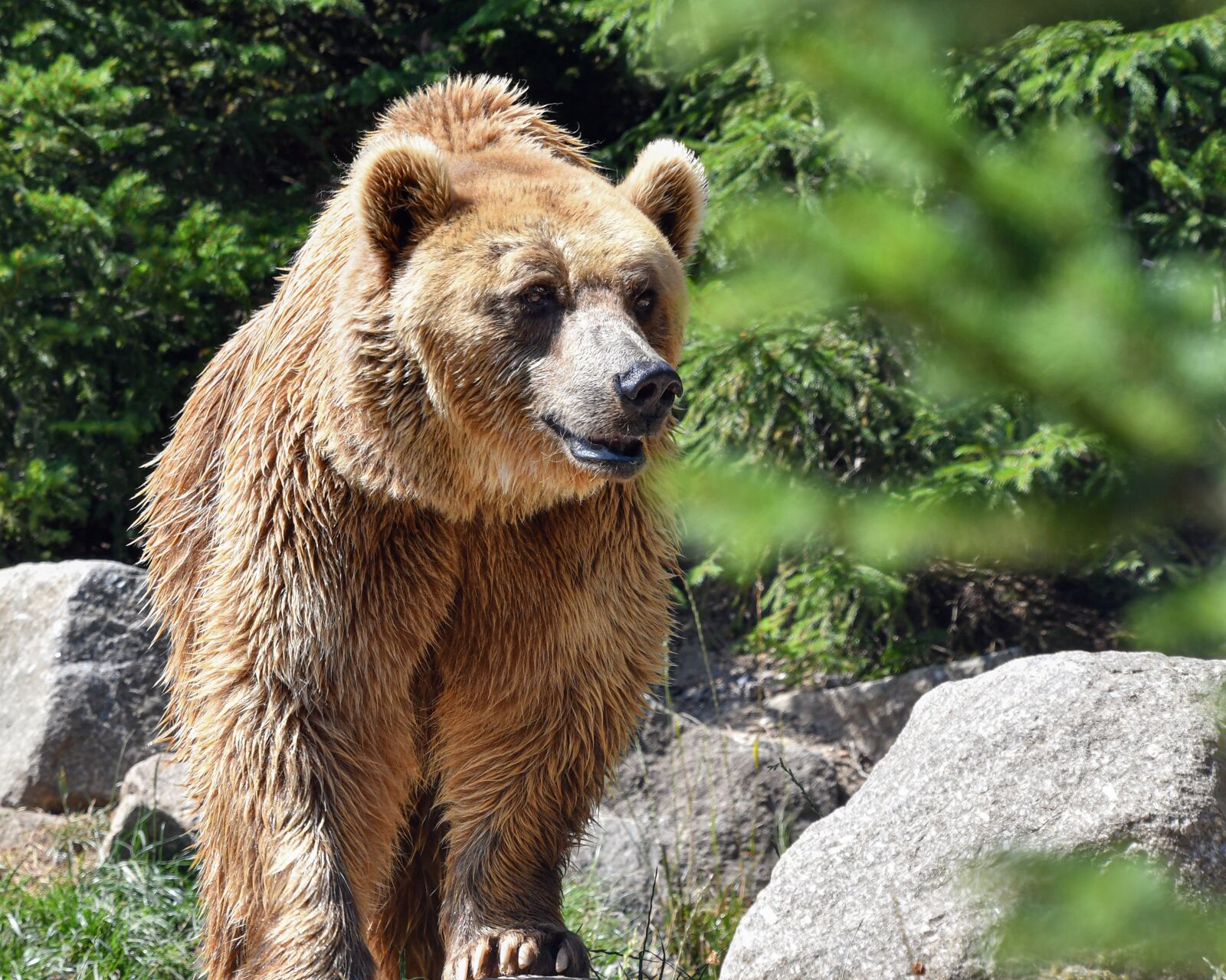 Nikon D500 sample photo. Bear, brown bear, animal photography