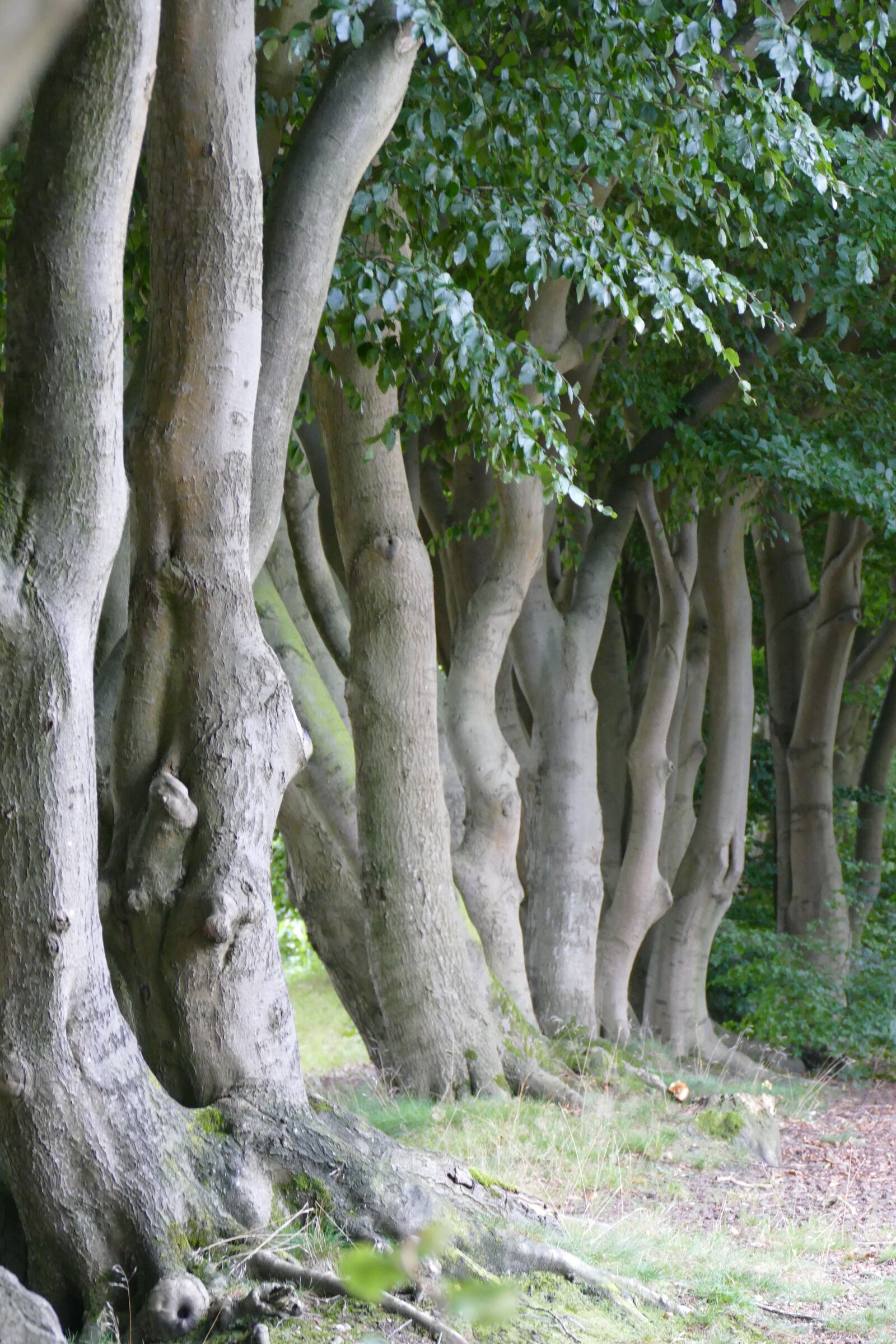 Panasonic Lumix DMC-FZ1000 sample photo. Book, trees, construction photography