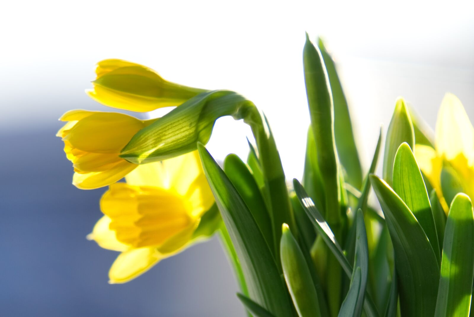 Sony a6000 sample photo. Daffodils, early bloomer, flower photography