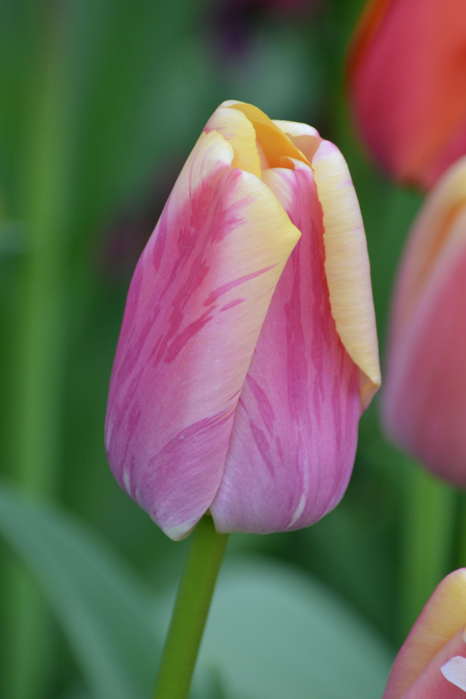 Nikon D3100 sample photo