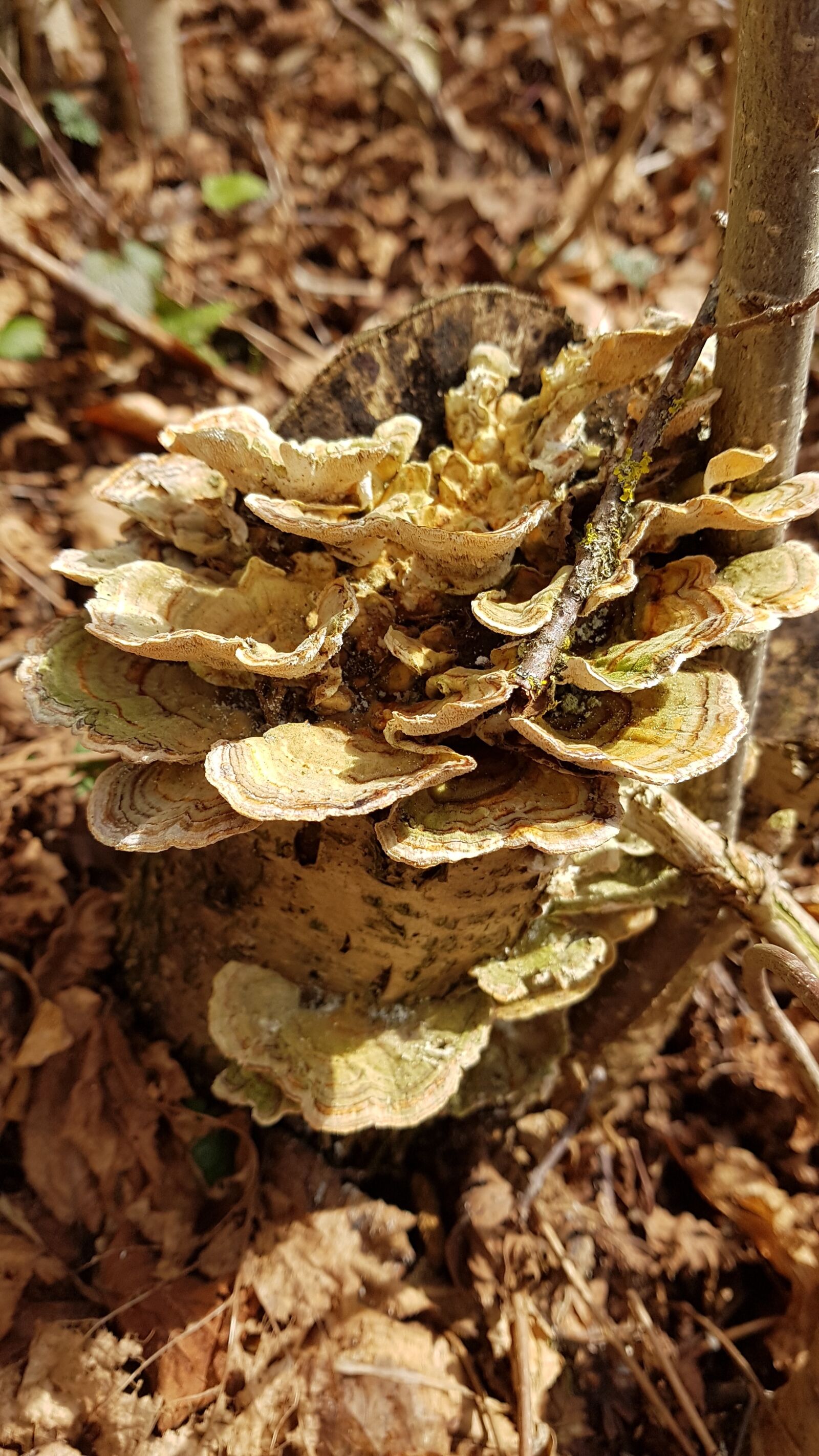 Samsung Galaxy S7 sample photo. Nature, wood photography