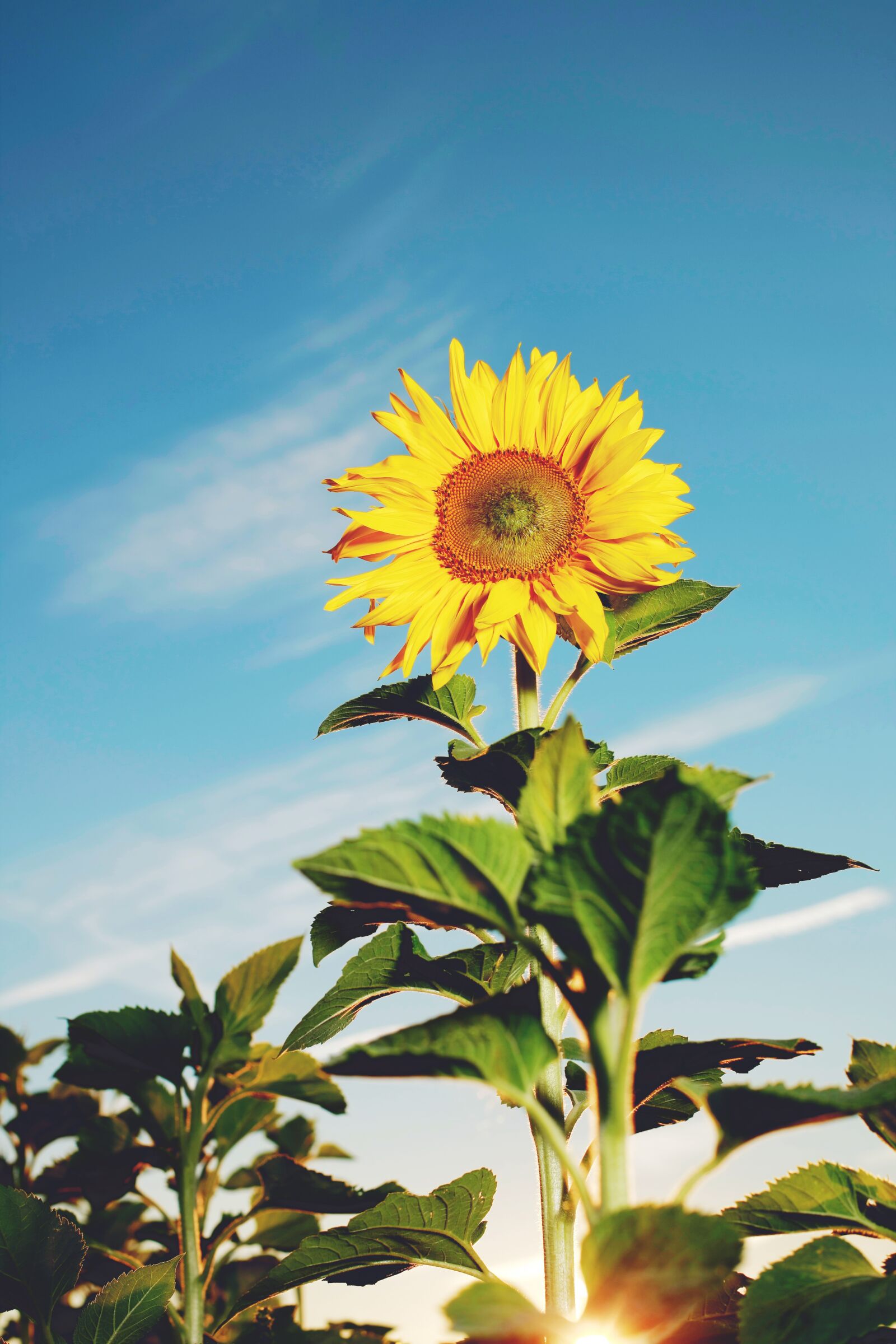 Canon EOS-1Ds Mark III sample photo. Sunflower, sun, summer photography