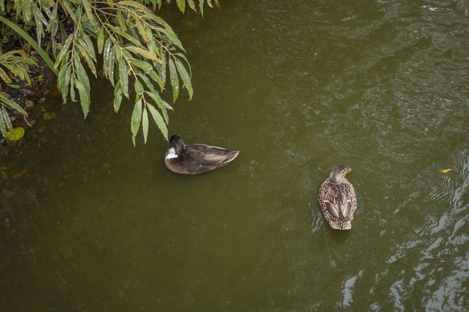 Canon EOS 70D + Canon EF 35mm F2 sample photo. Duck, pond, swim photography