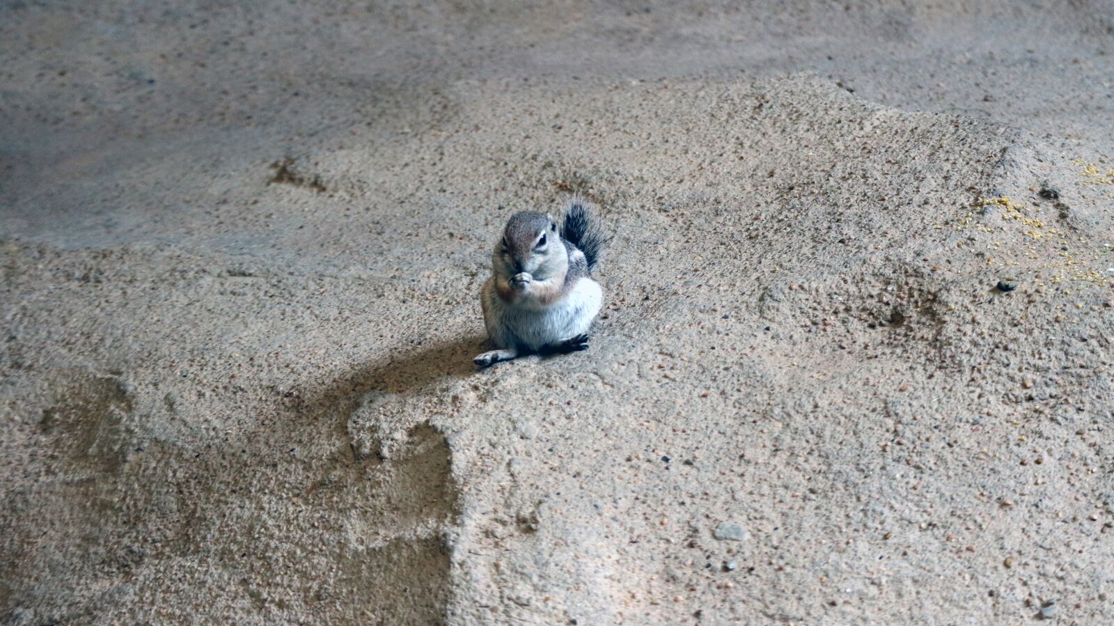 Canon EOS M10 sample photo. Chipmunk, zoo, caged photography