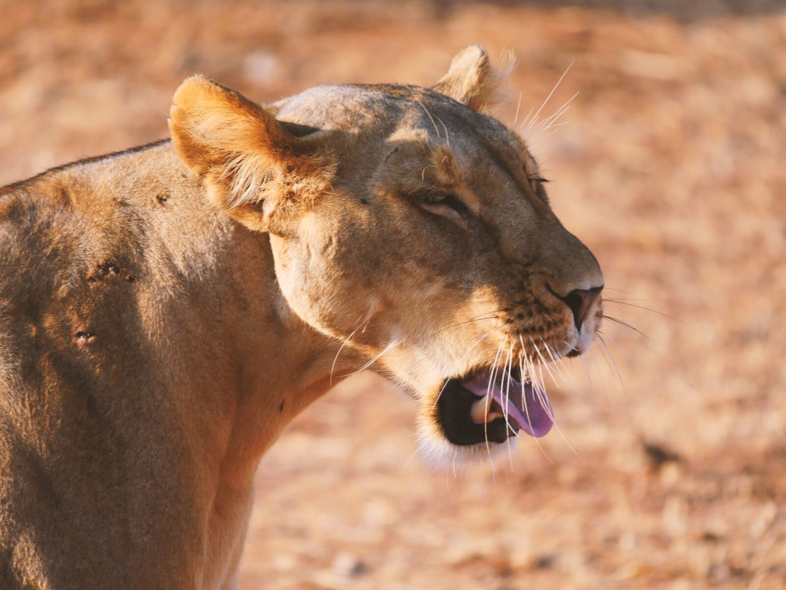 Panasonic Lumix DMC-GX8 sample photo. Lion, relaxation, yawn photography