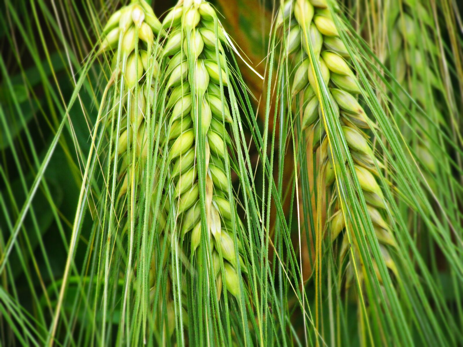 Canon PowerShot SX30 IS sample photo. Kłos, ears, corn photography