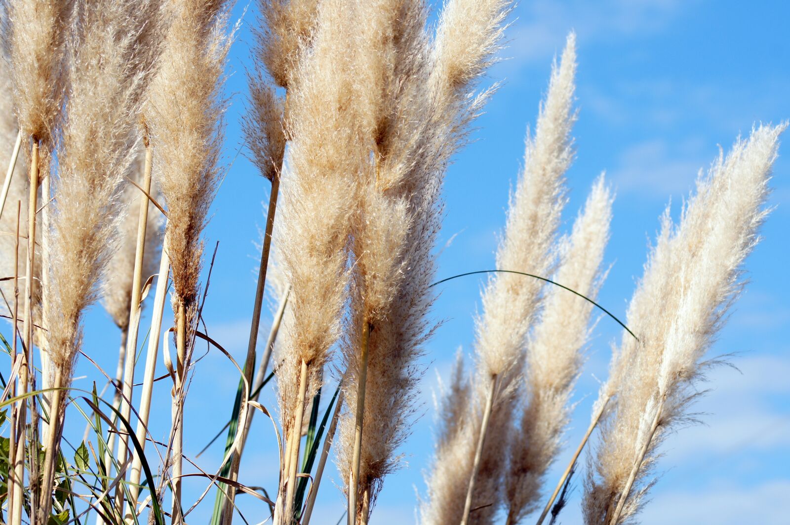 Sony SLT-A55 (SLT-A55V) sample photo. Pampas, grass, nature photography
