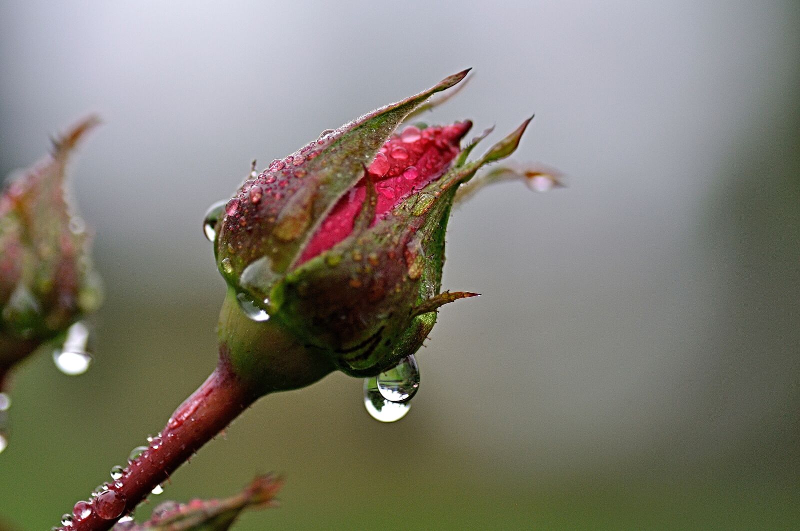 Nikon D90 sample photo. Rosenknopse, rain, raindrop photography