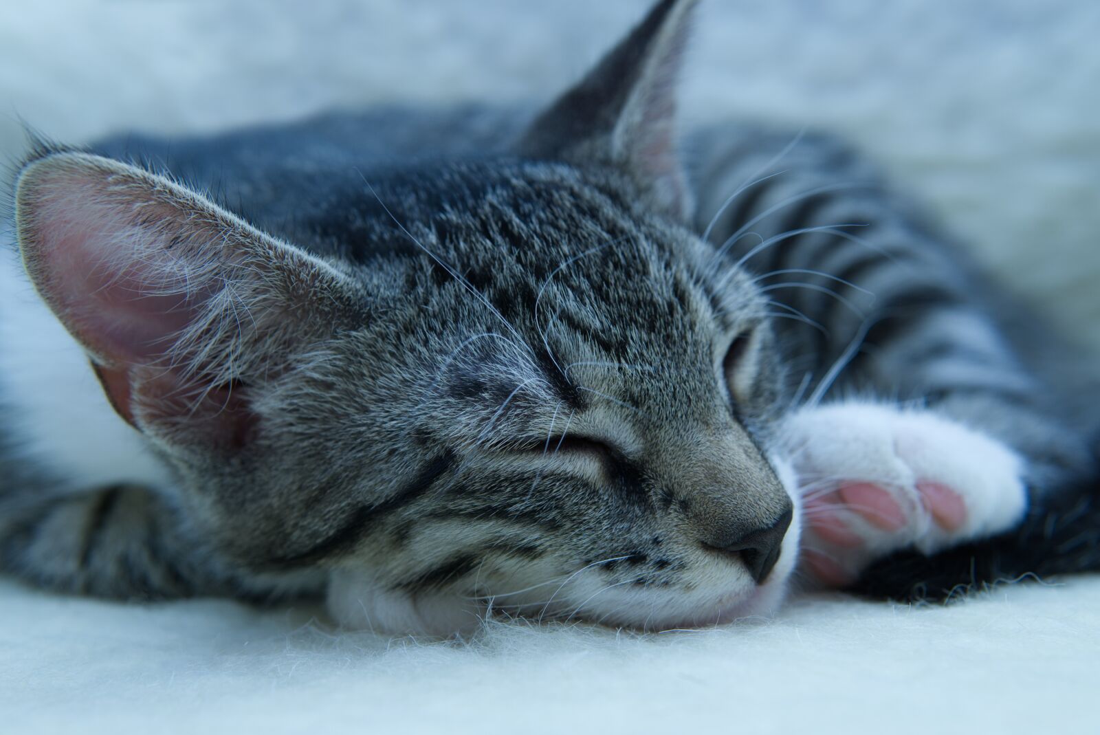 30mm F1.4 DC DN | Contemporary 016 sample photo. Cat, small, mackerel photography