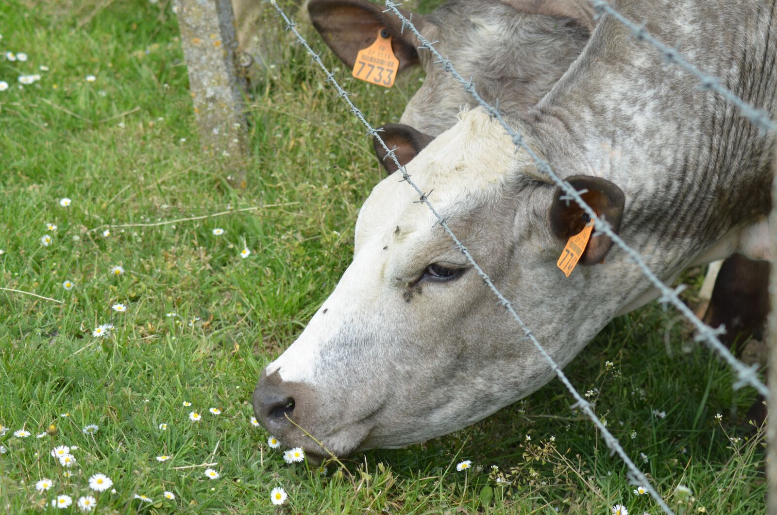 Nikon D5100 sample photo. Cow, agriculture, breeding photography