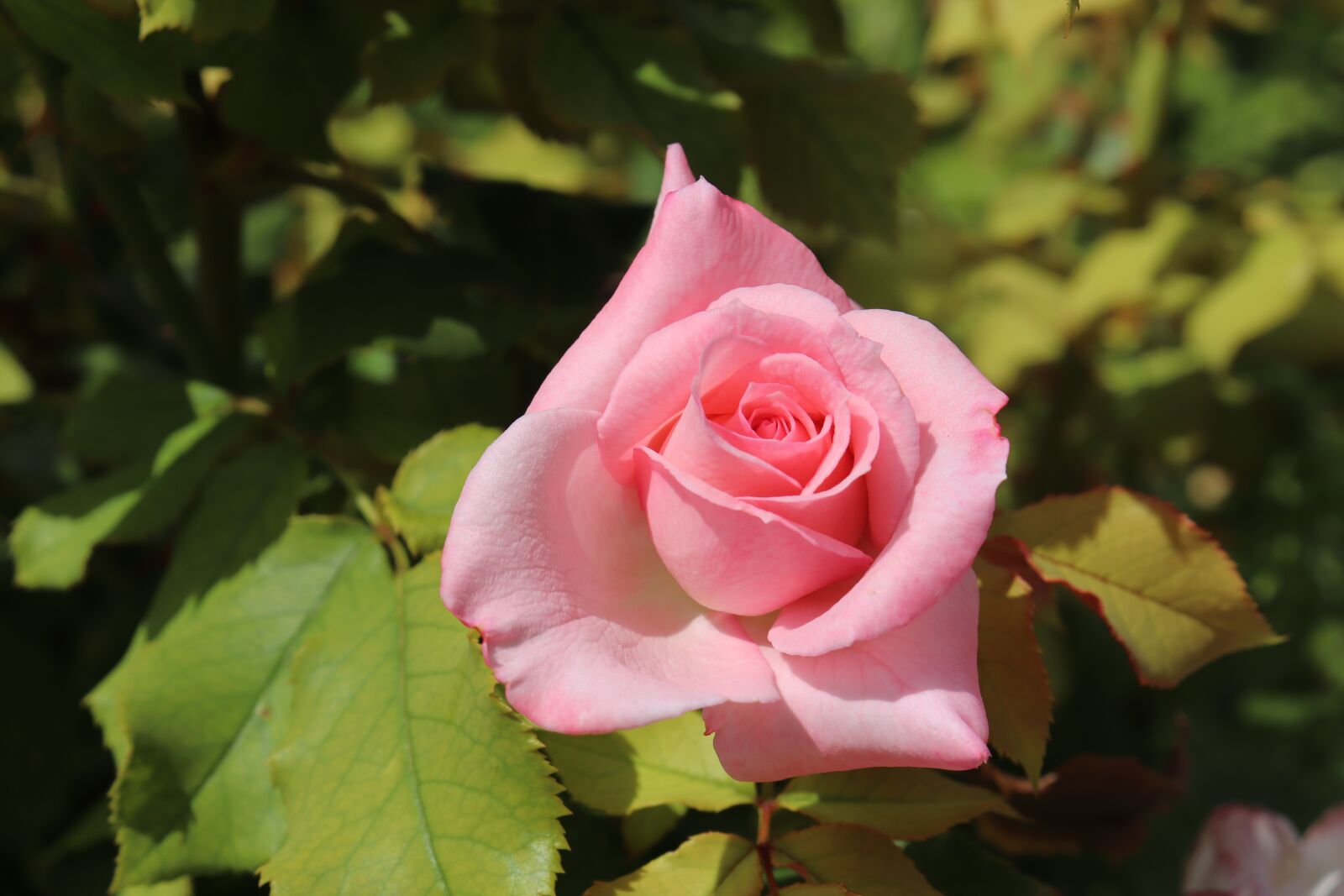Canon EOS 800D (EOS Rebel T7i / EOS Kiss X9i) sample photo. Pink, color pink, salmon photography