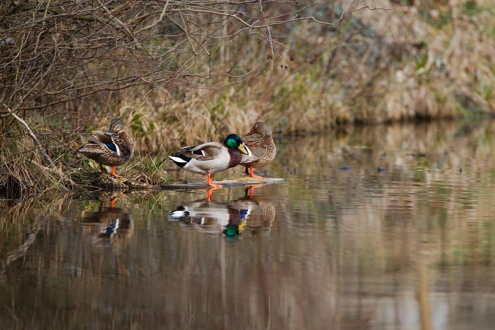 Canon EOS 6D sample photo. Bird, nature, waters photography