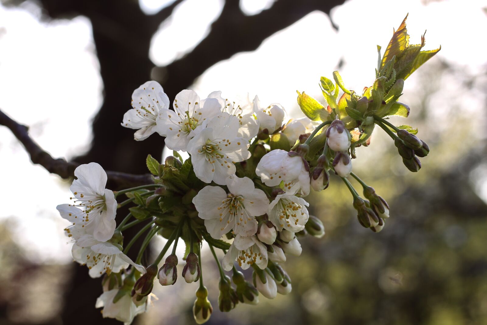 Canon EOS 50D sample photo. Cherry blossom, white, tree photography