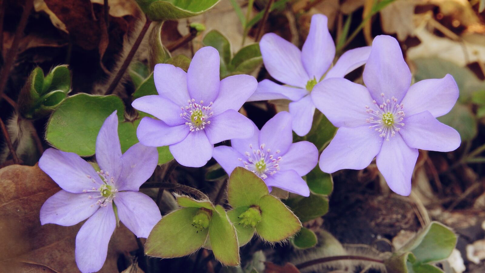 Nikon Coolpix P610 sample photo. Hepatica nobilis, anemone hepatica photography