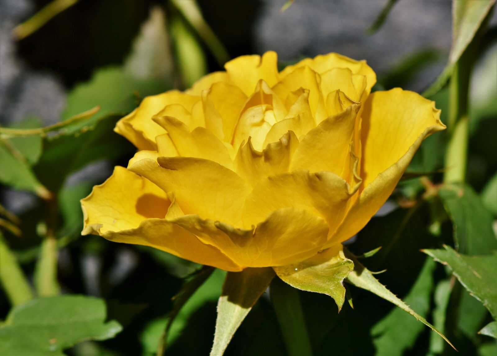Nikon D7200 sample photo. Rose, rose bloom, floribunda photography