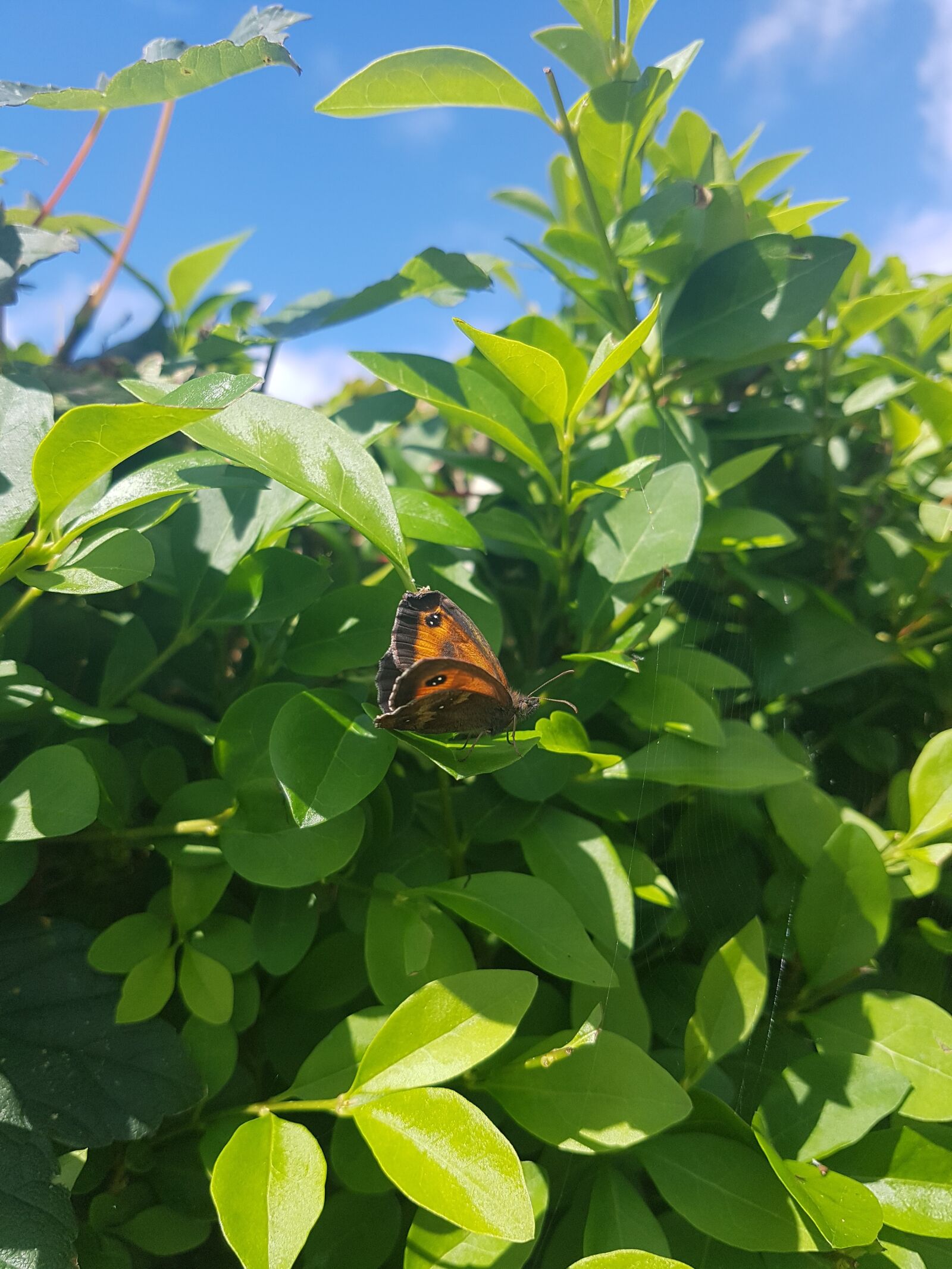 Samsung Galaxy S7 sample photo. Leaf, flora, nature photography