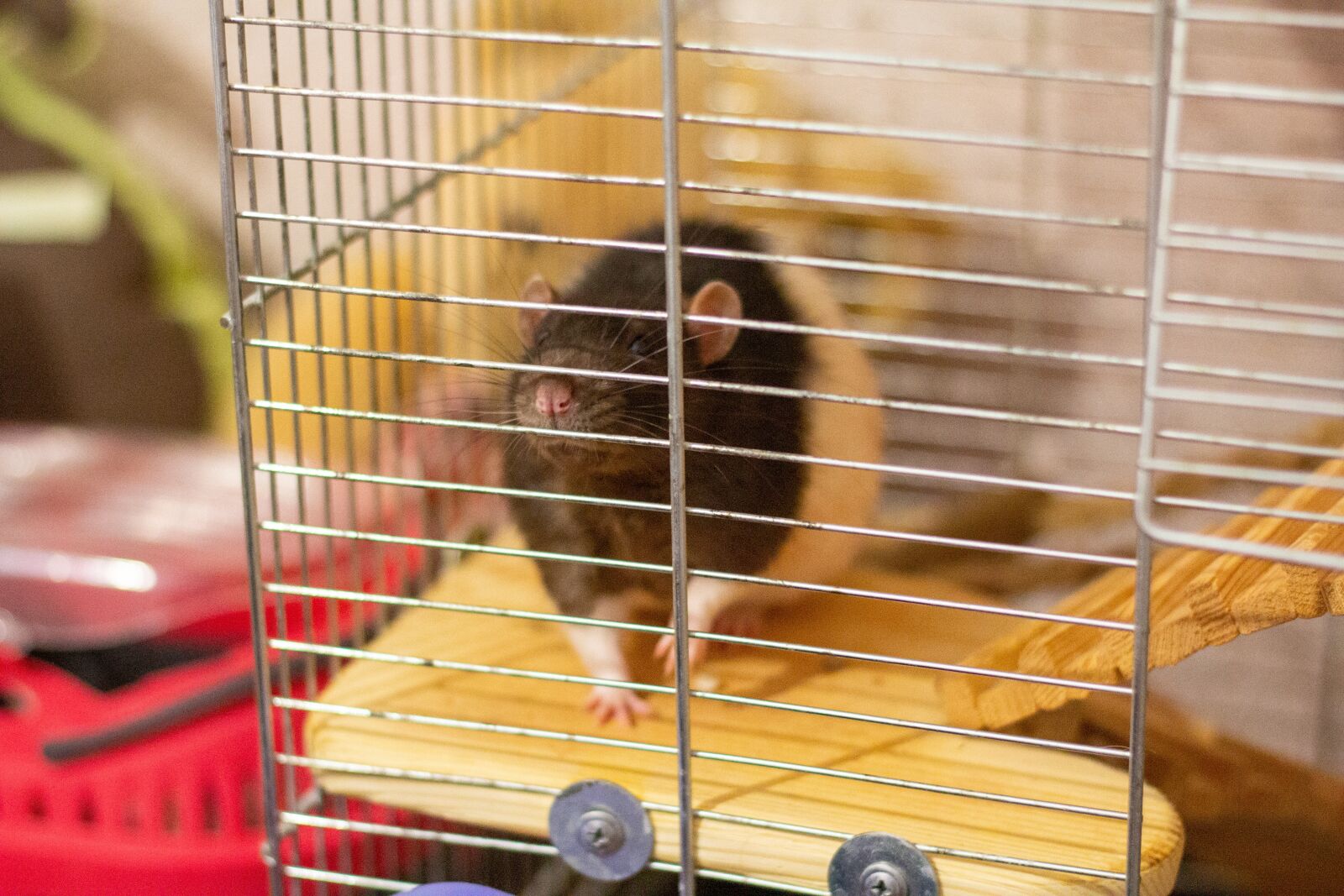Canon EOS 60D + Canon EF 50mm F1.8 II sample photo. Rat, cage, an animal photography