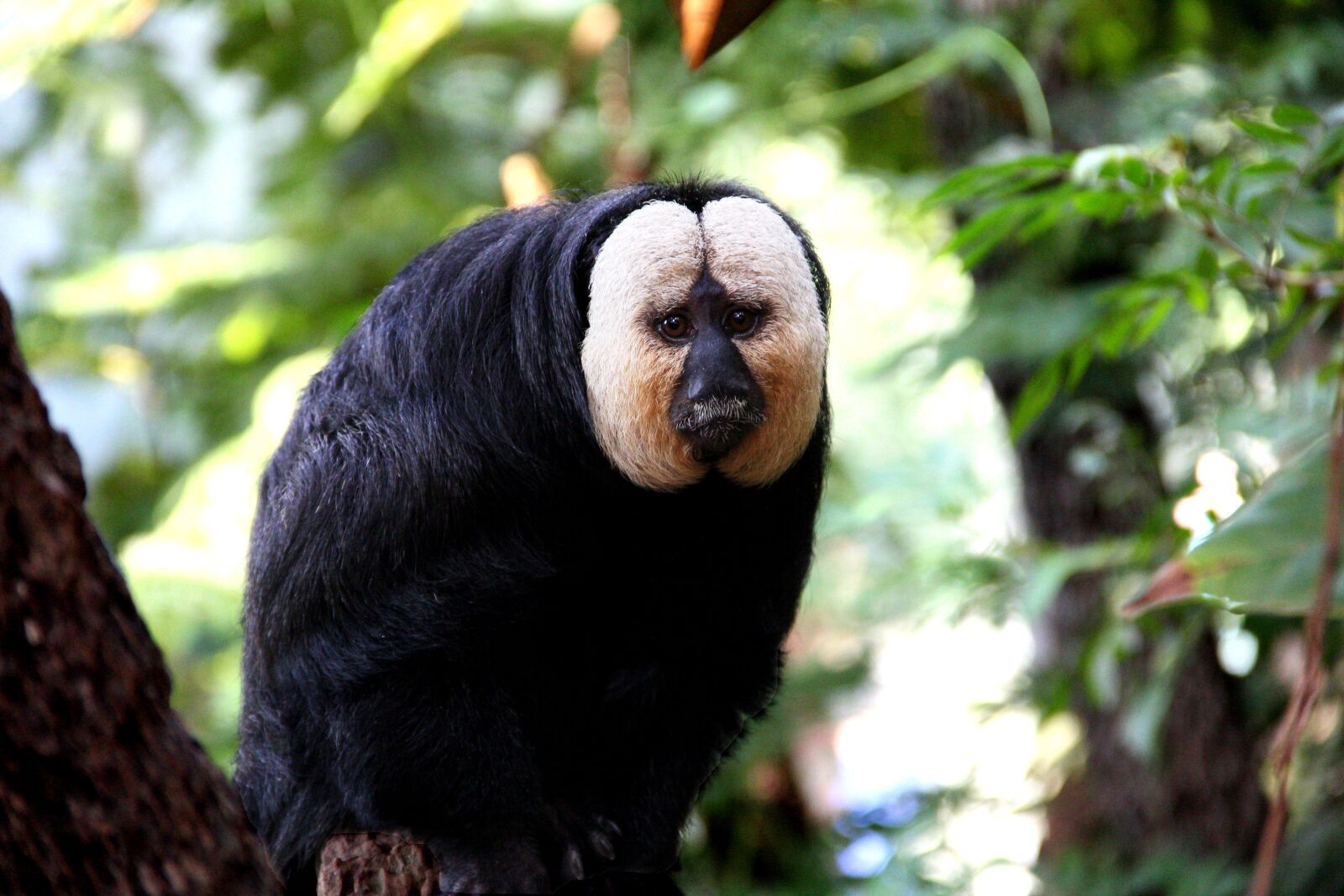 Canon EOS 60D sample photo. Monkey, zoo, animal photography