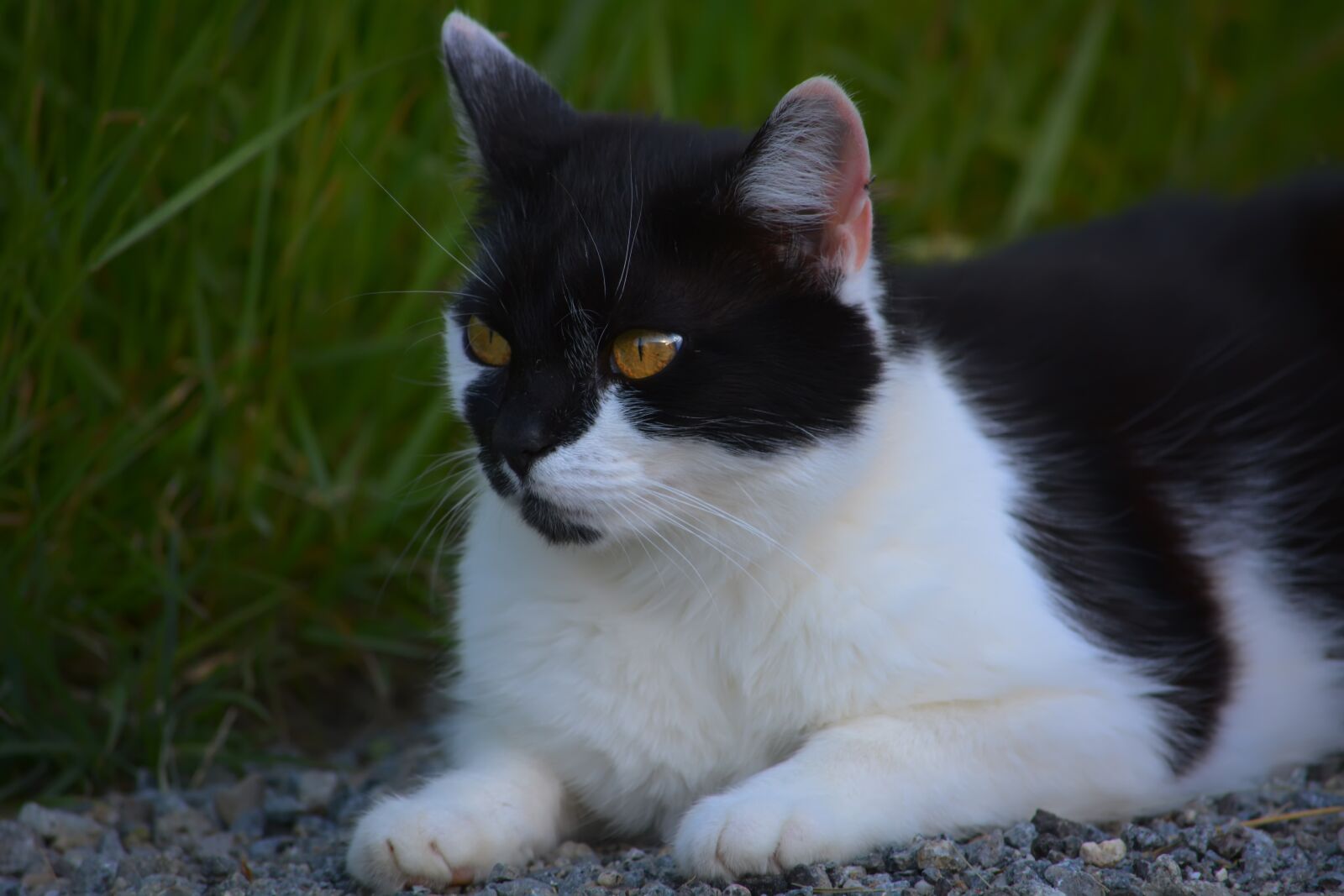 Nikon D5200 sample photo. Cat, portrait, fur photography
