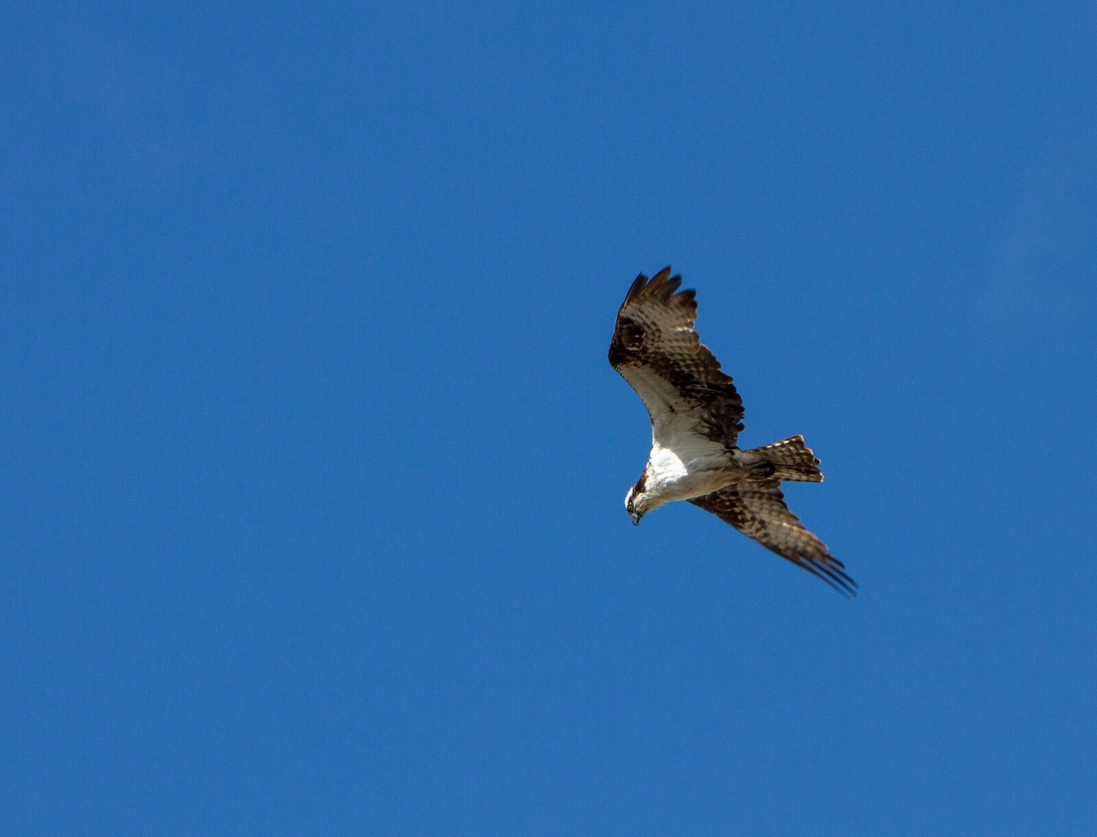 Canon EOS 7D + Canon EF 70-200mm F2.8L IS USM sample photo. Bird, osprey, flying photography