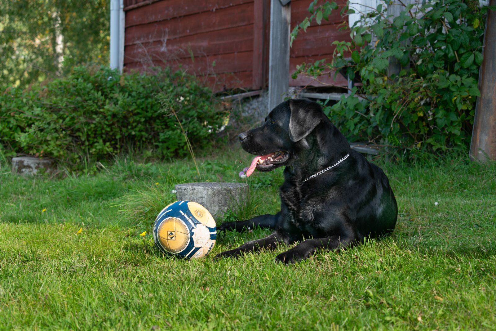 Nikon D3300 sample photo. Dog, labrador, pet photography