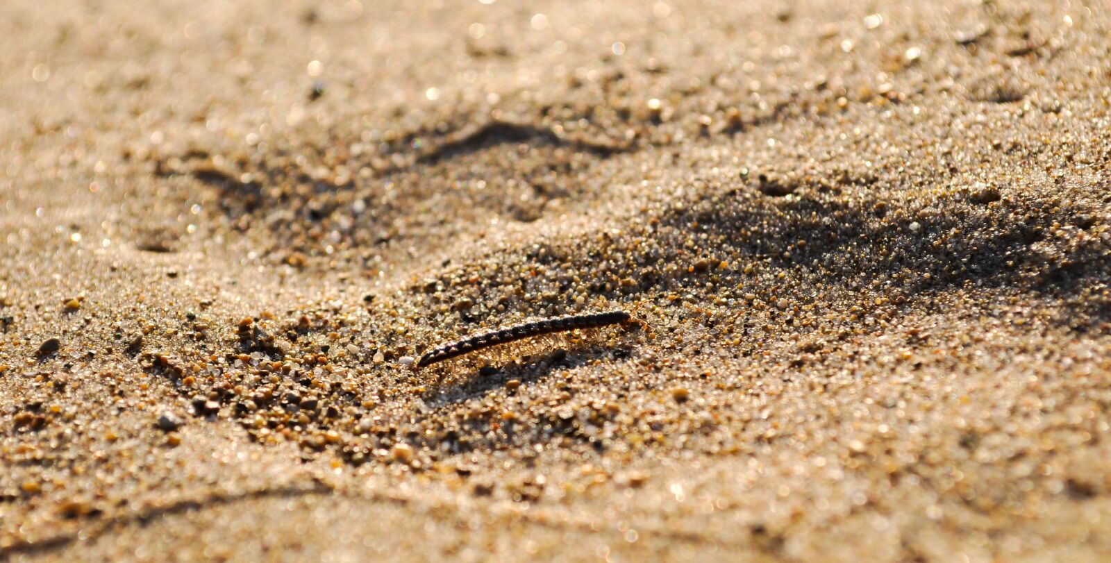 Nikon D90 sample photo. Centipede, sand, lake shore photography