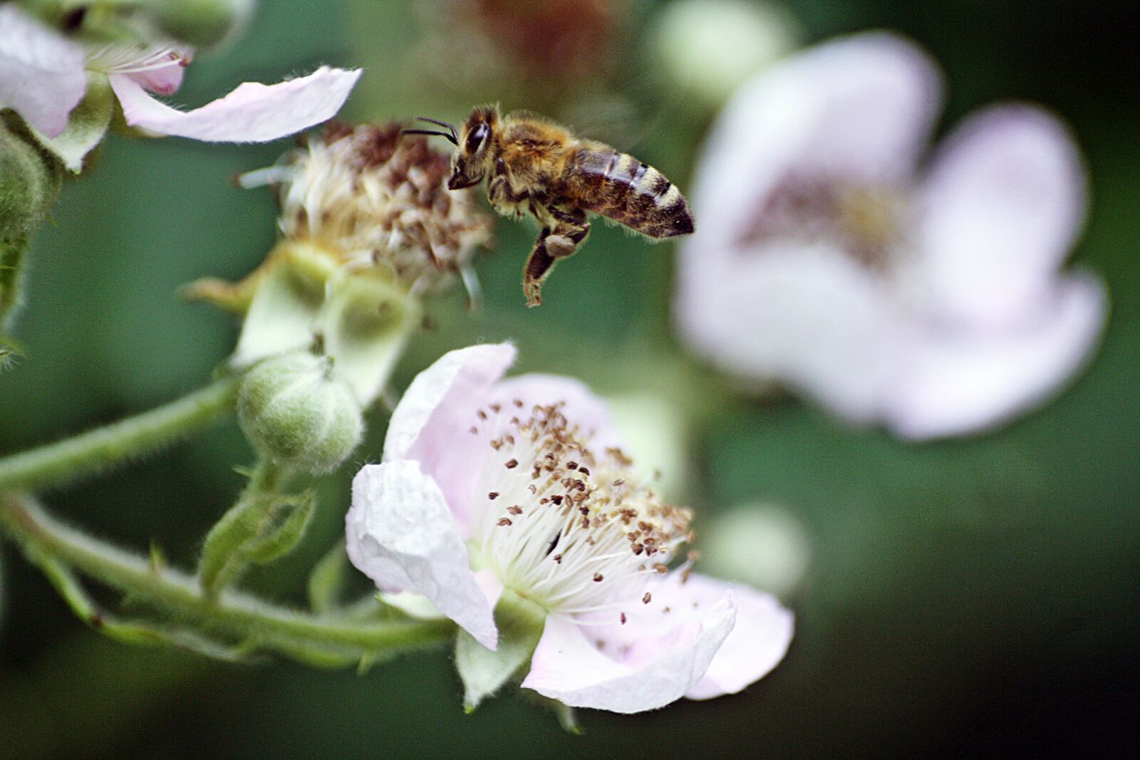 Canon EOS 1000D (EOS Digital Rebel XS / EOS Kiss F) sample photo. Bee, pollination, spring photography