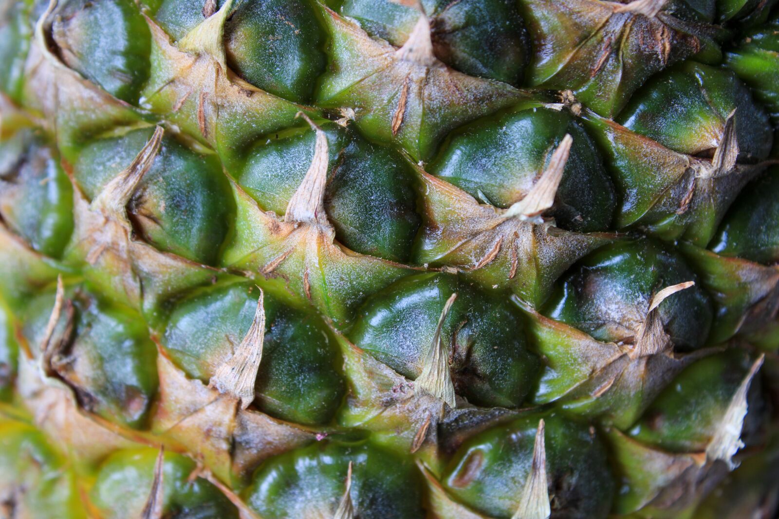 Canon EOS 2000D (EOS Rebel T7 / EOS Kiss X90 / EOS 1500D) sample photo. Pineapple, tropical, india photography