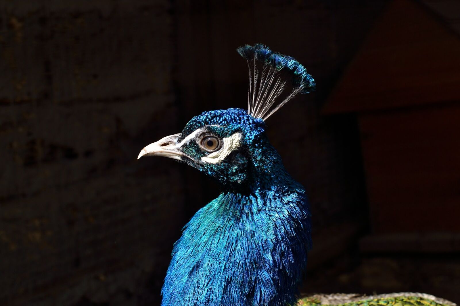 Nikon D3100 sample photo. Peacock, head, peafowl photography