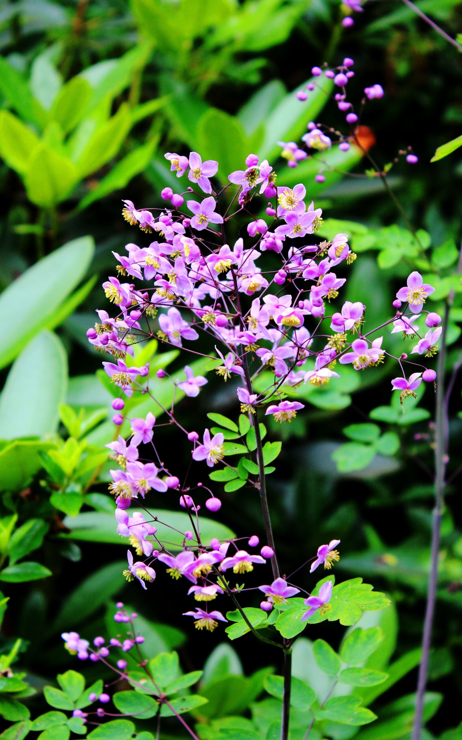 Canon EOS 600D (Rebel EOS T3i / EOS Kiss X5) sample photo. Rhombus, flowers, garden photography