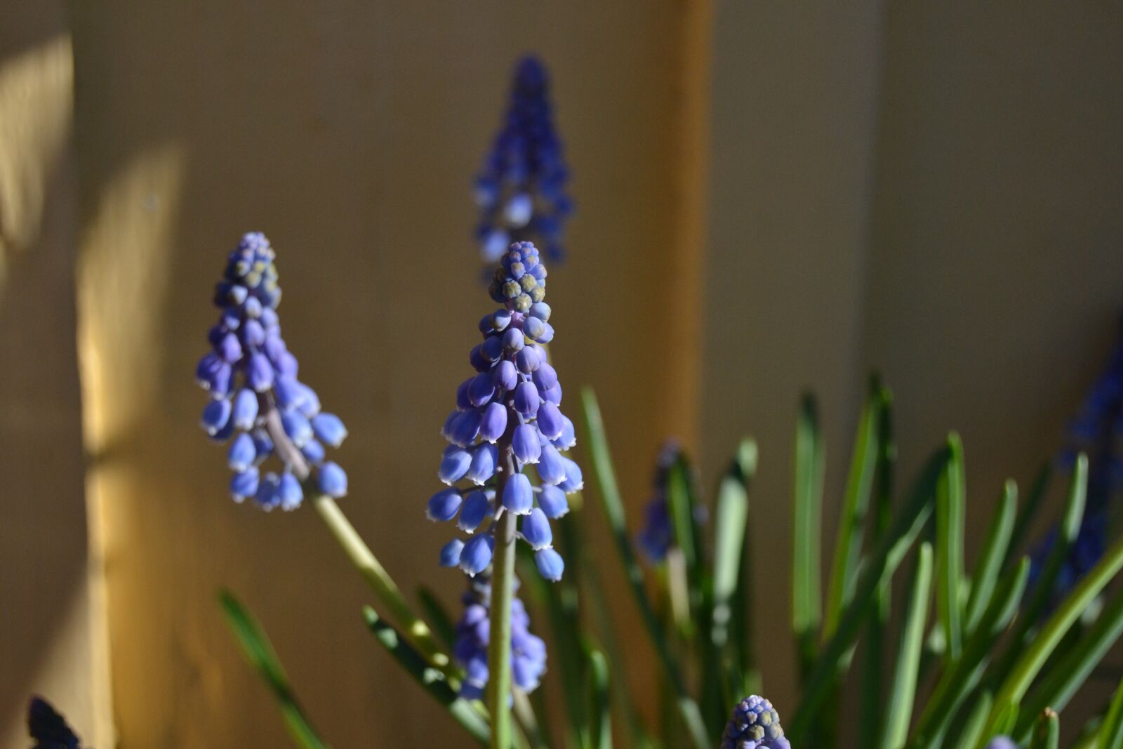 Nikon D3100 sample photo. Pearl lily, spring, blue photography