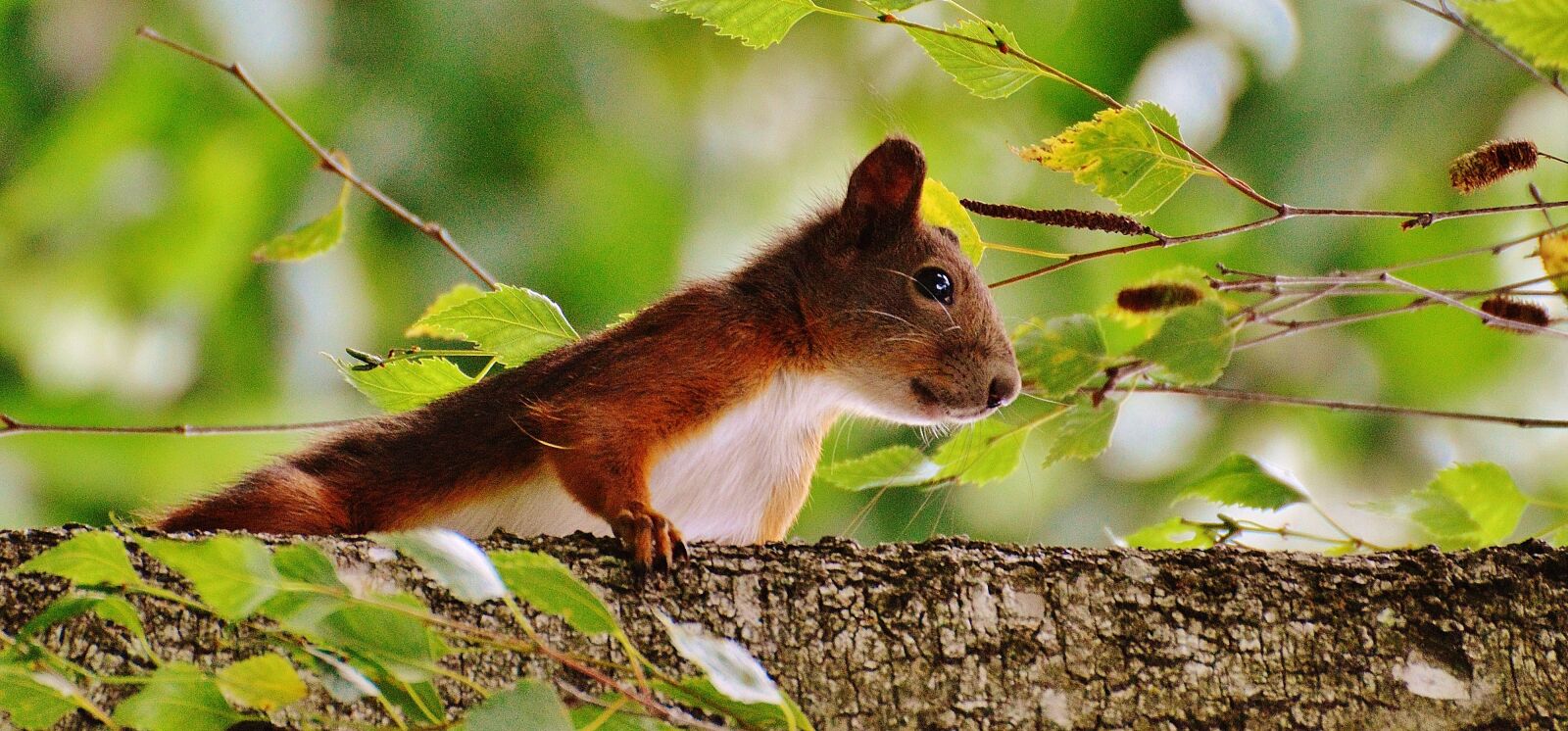 Nikon D3200 sample photo. Squirrel, nager, cute photography