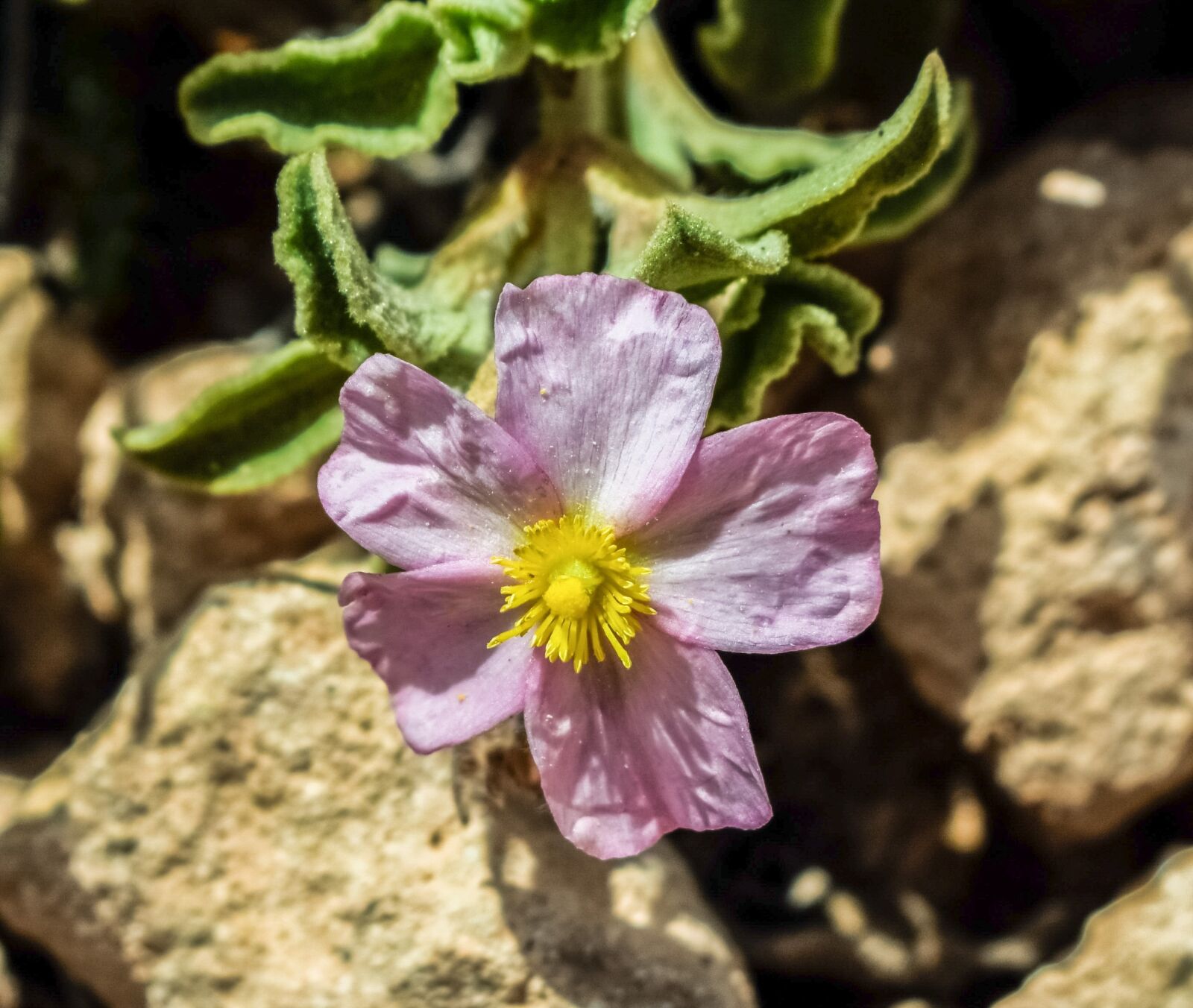 Nikon D3300 sample photo. Wildflower, pink, flower photography