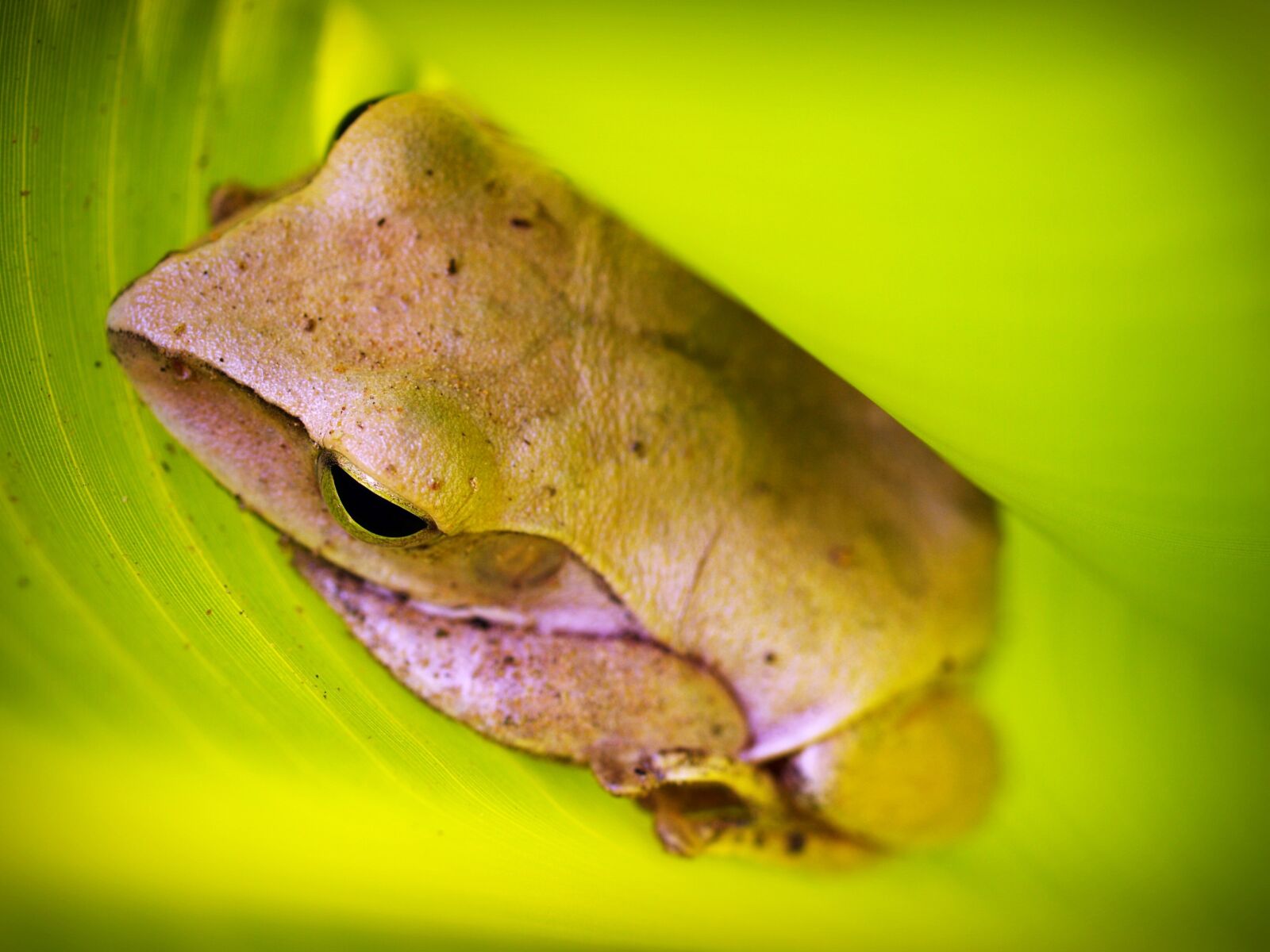 Olympus E-300 (EVOLT E-300) sample photo. Tree, frog, rain photography
