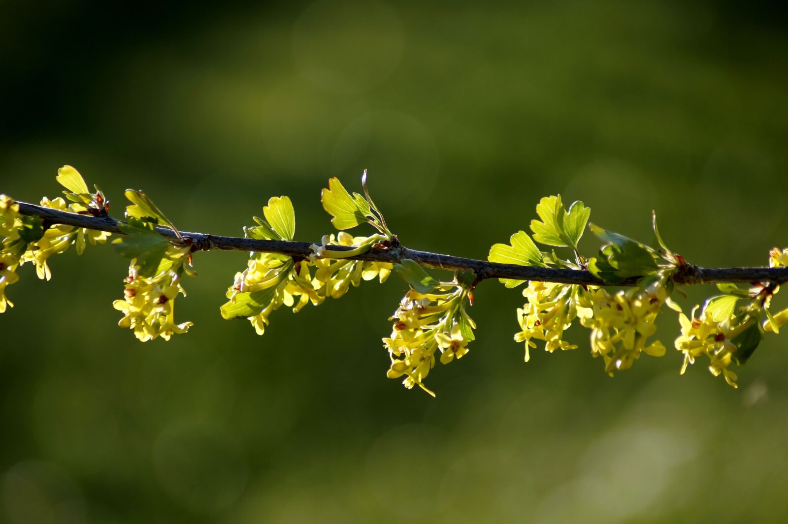Sony SLT-A58 sample photo. Spring, branch, yellow photography