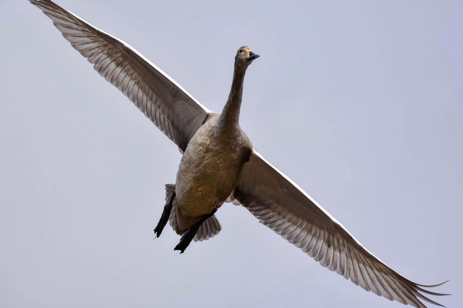 Nikon D7200 sample photo. Animal, sky, bird photography