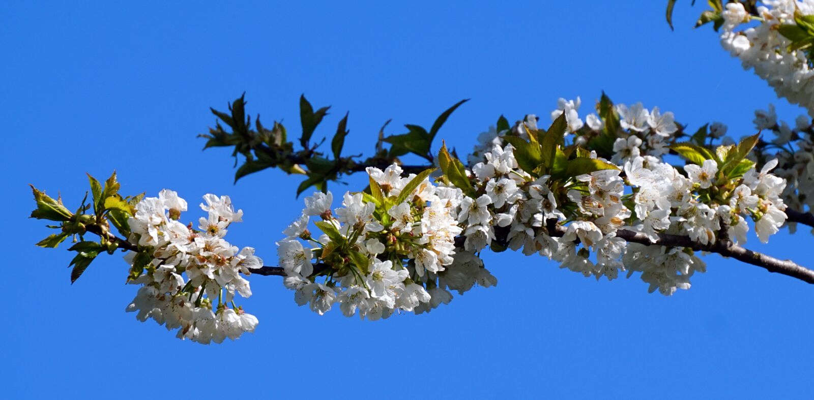 Sony Alpha a5000 (ILCE 5000) + Sony E 55-210mm F4.5-6.3 OSS sample photo. Flower, tree, nature photography