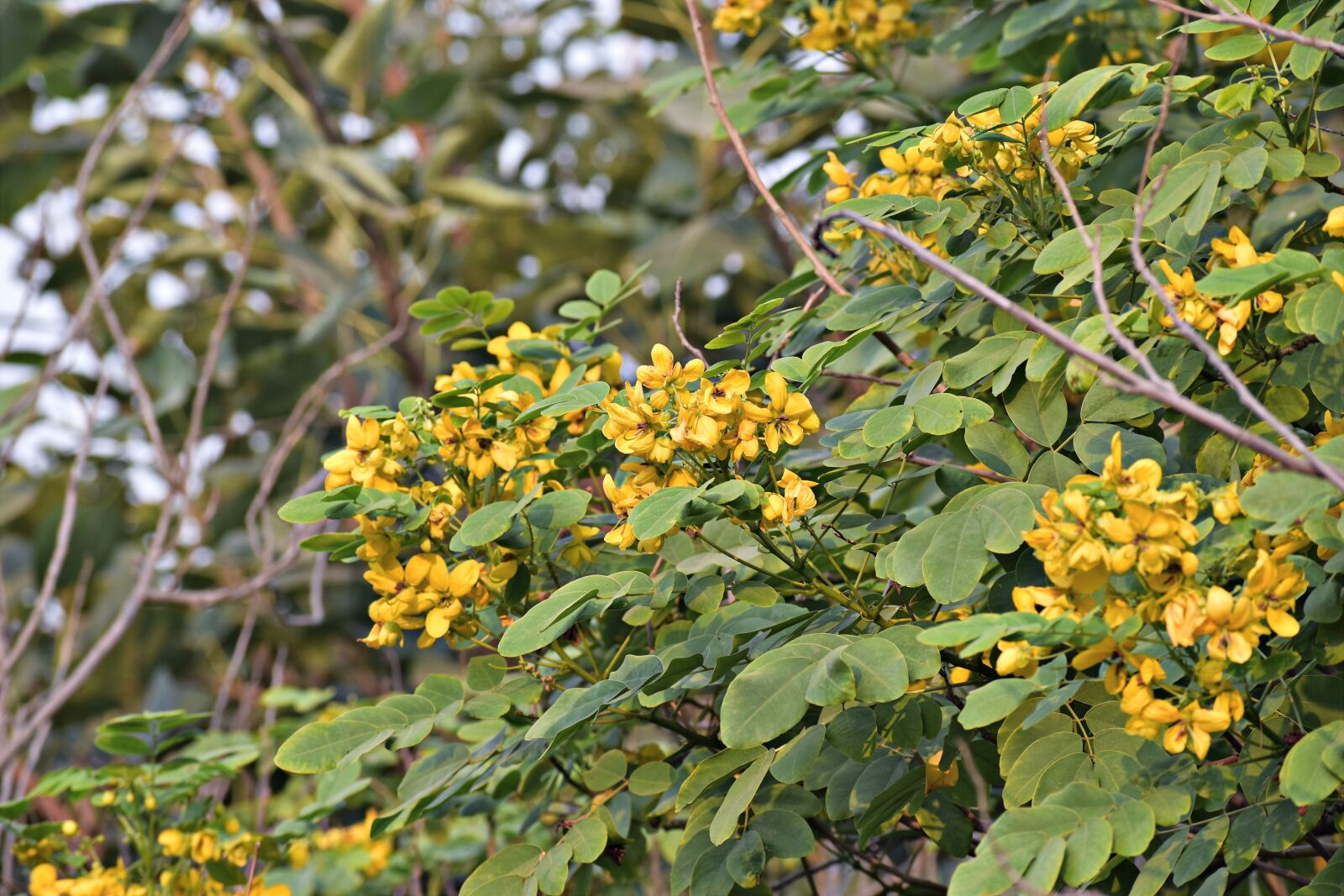 Nikon D5600 sample photo. Amaltas, yellow flowers, golden photography