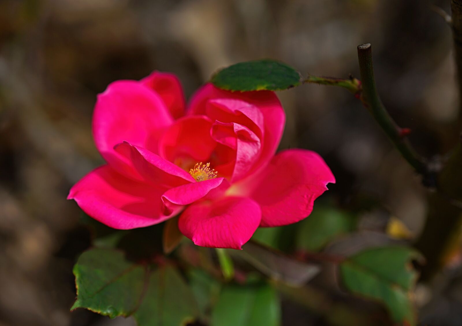 Sony FE 50mm F2.8 Macro sample photo. Garden, flower, petals photography