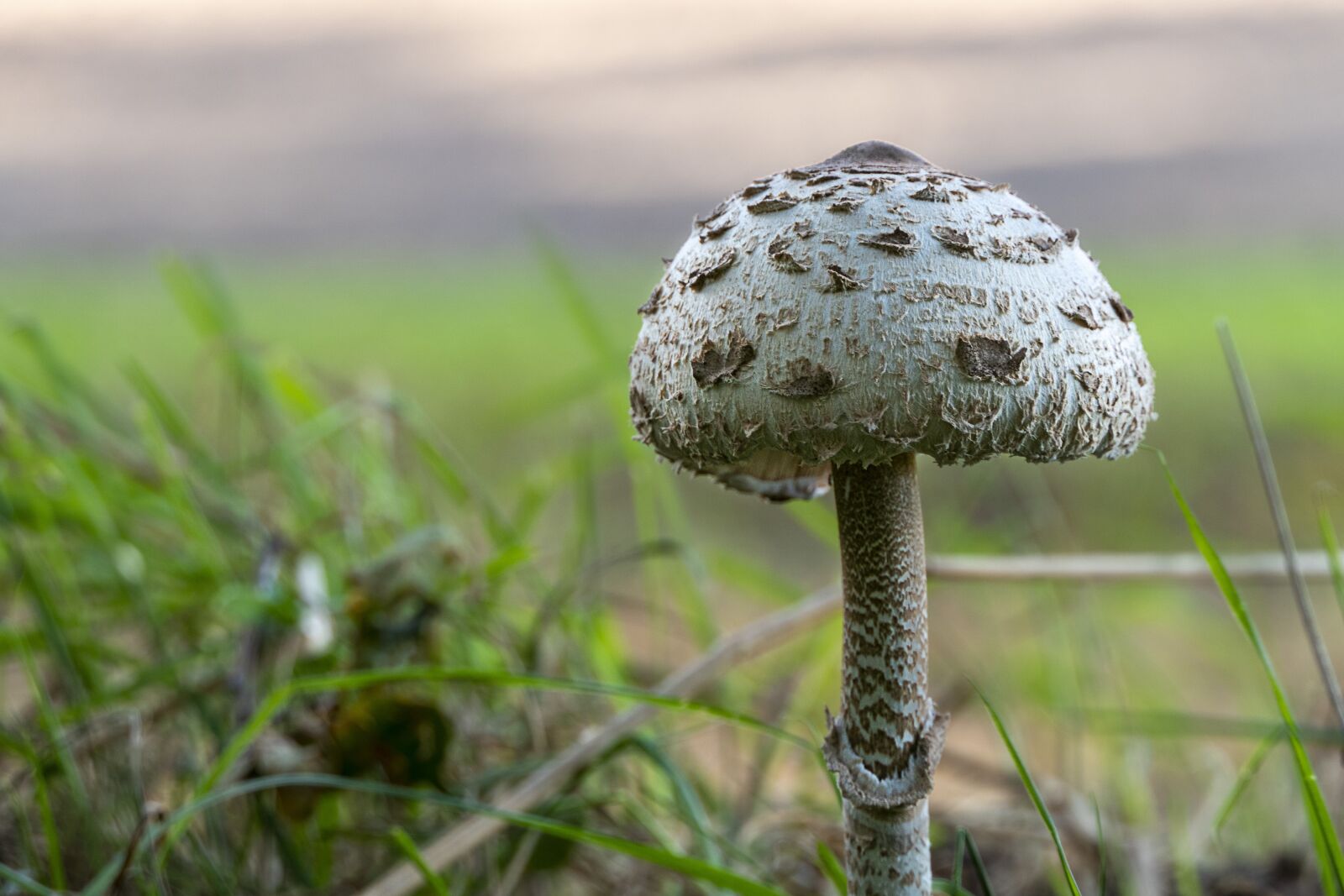 Panasonic Lumix DMC-FZ2500 (Lumix DMC-FZ2000) sample photo. Mushroom, mushrooms, autumn photography