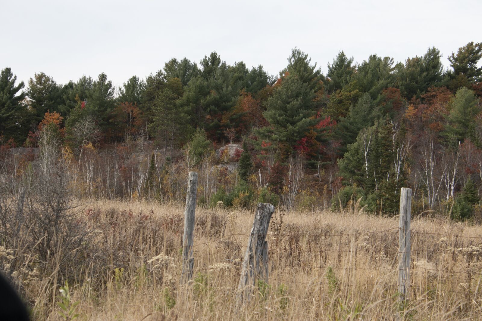 Canon EOS 70D + Canon EF-S 18-55mm F3.5-5.6 IS sample photo. Field, fence, tree photography