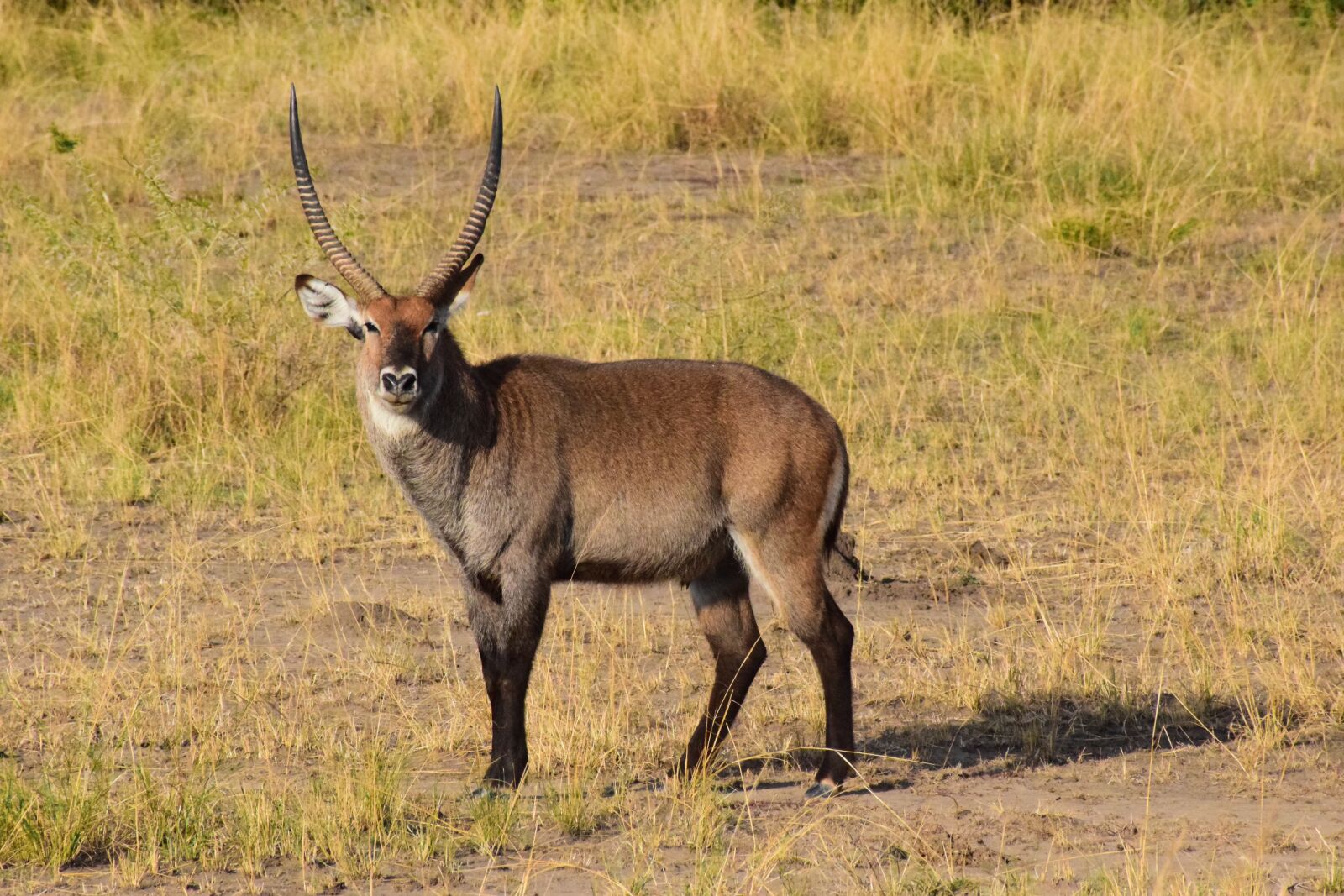 Nikon D5300 sample photo. Waterbuck, uganda, antelope photography
