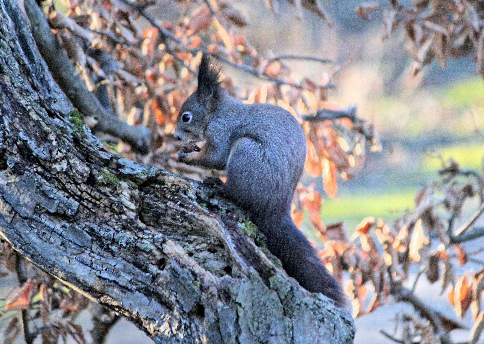 Canon EOS 550D (EOS Rebel T2i / EOS Kiss X4) sample photo. The squirrel, gray, rodent photography