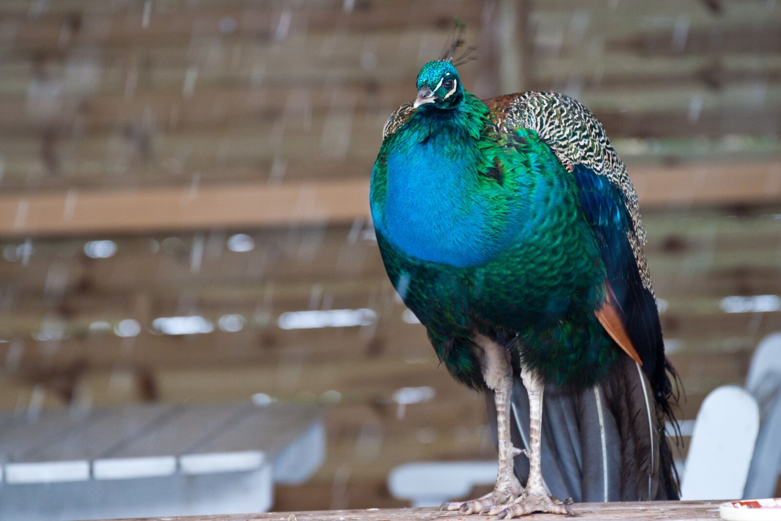 Sony Alpha DSLR-A900 sample photo. Bird, vasarn, pheasant photography