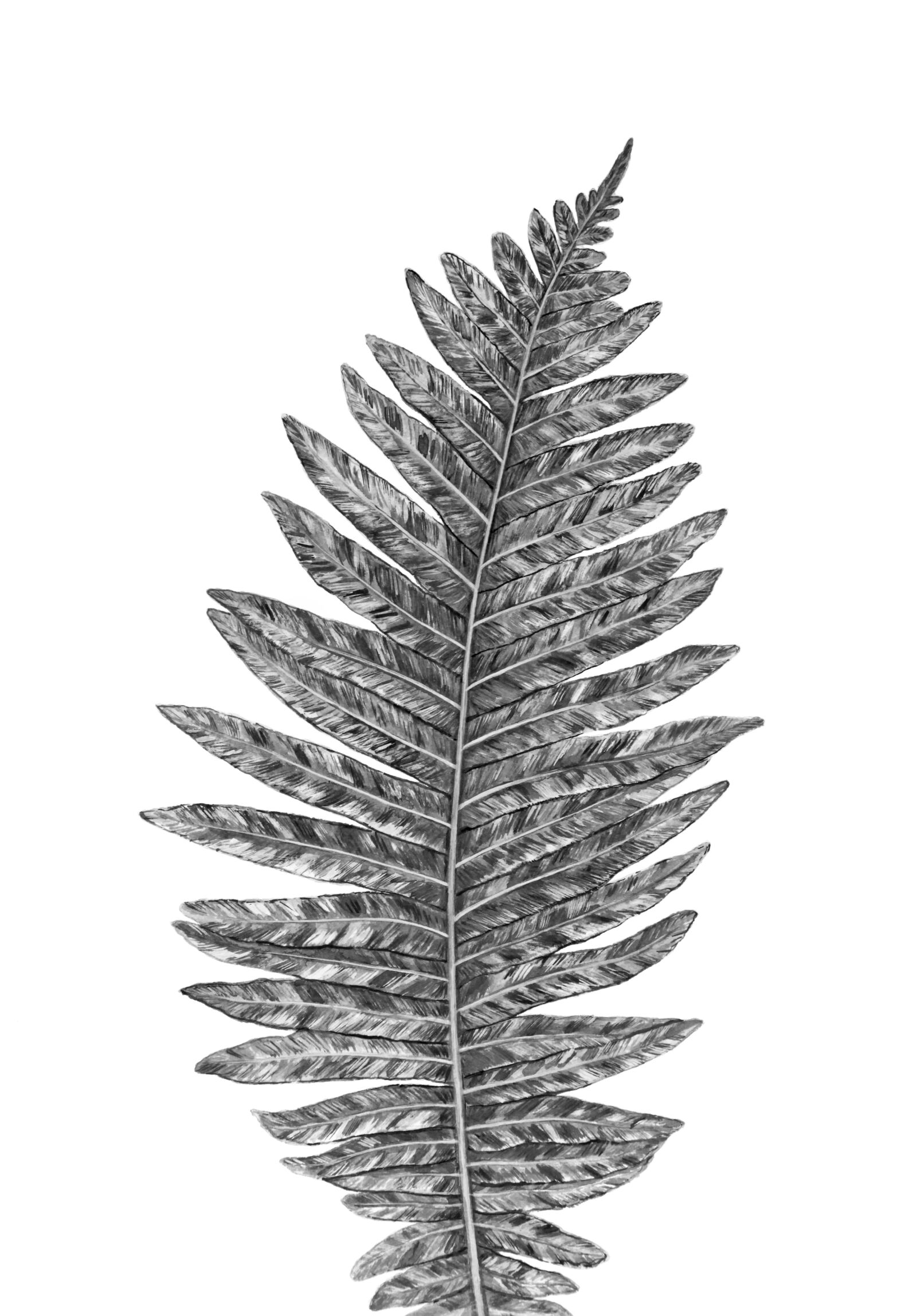 Canon EOS 5D Mark II sample photo. Fern, leaf, plant photography