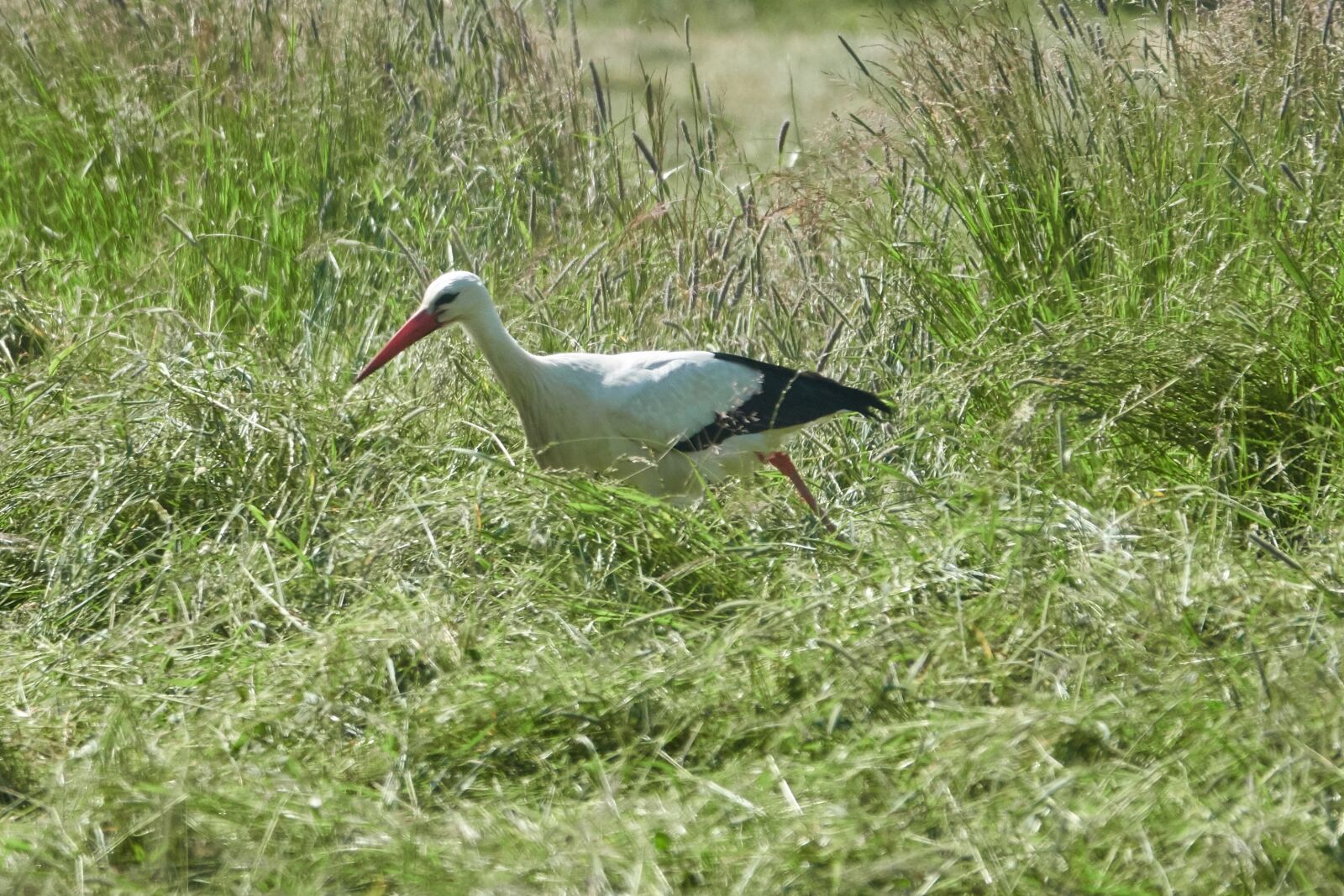 Sony Cyber-shot DSC-RX10 IV sample photo. Stork, field, grass photography