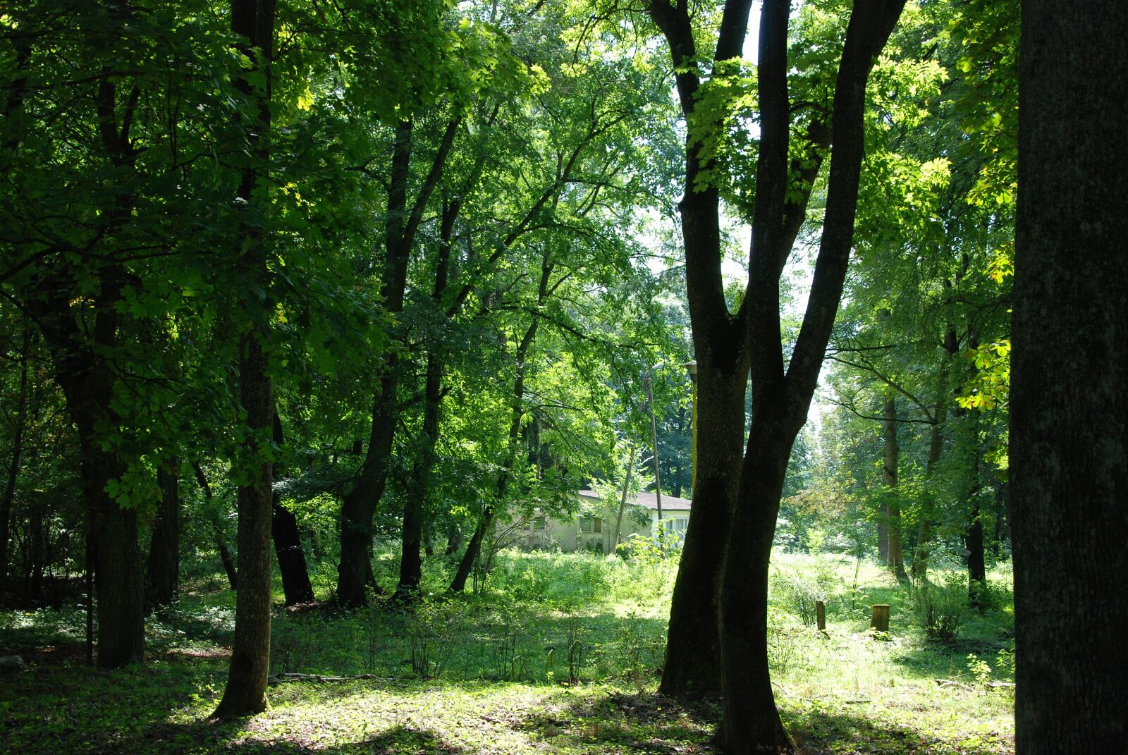 Nikon D80 sample photo. Podlaski, breakthrough, bug photography
