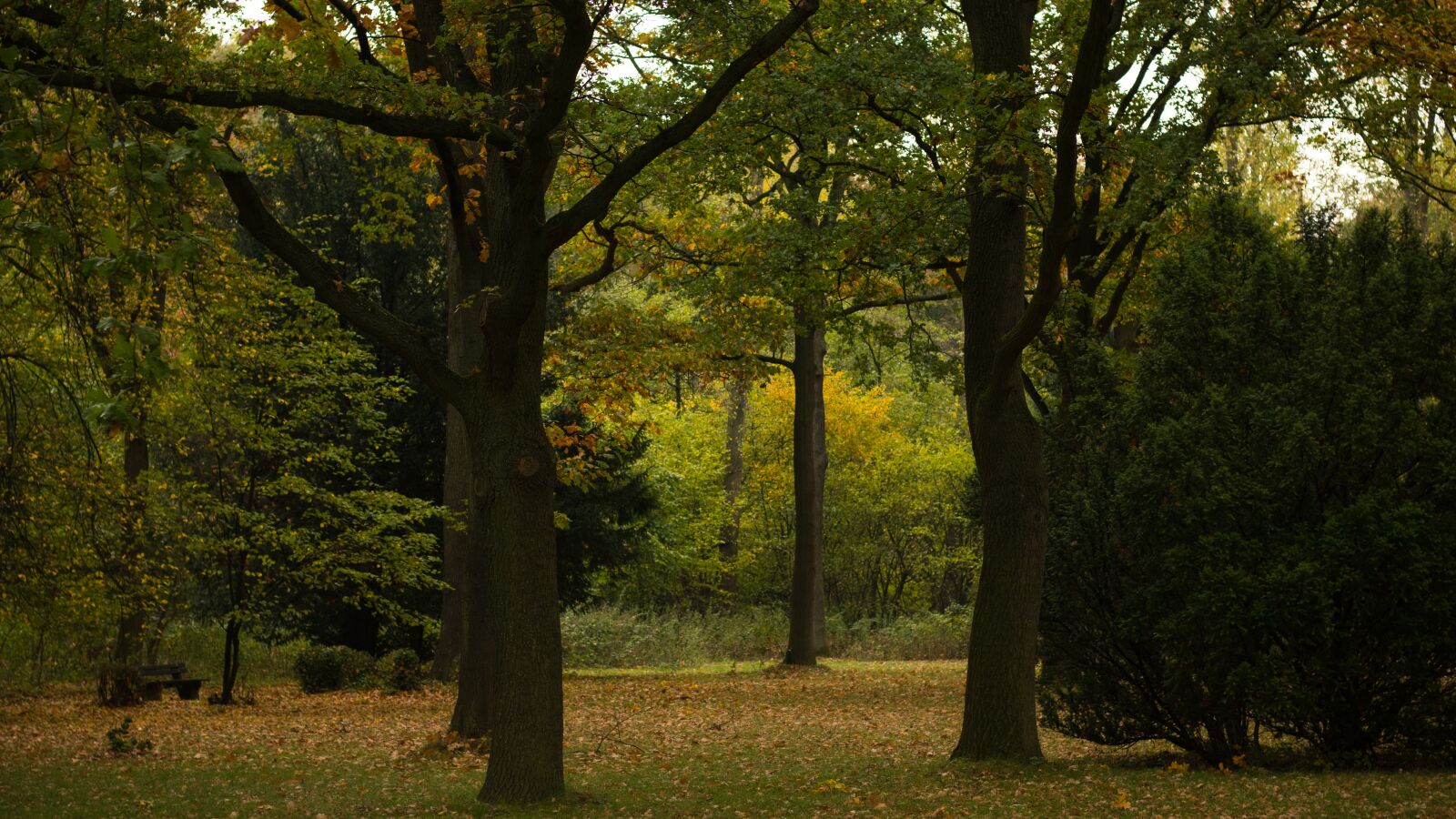 Canon EOS 80D + Canon EF 50mm F1.8 STM sample photo. Park, autumn, nature photography
