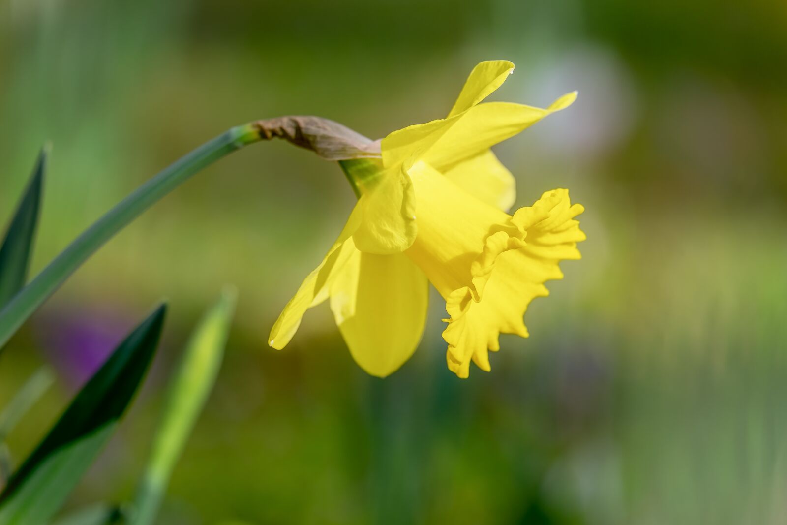 Fujifilm XF 55-200mm F3.5-4.8 R LM OIS sample photo. Narcissus, spring flower, harbinger photography