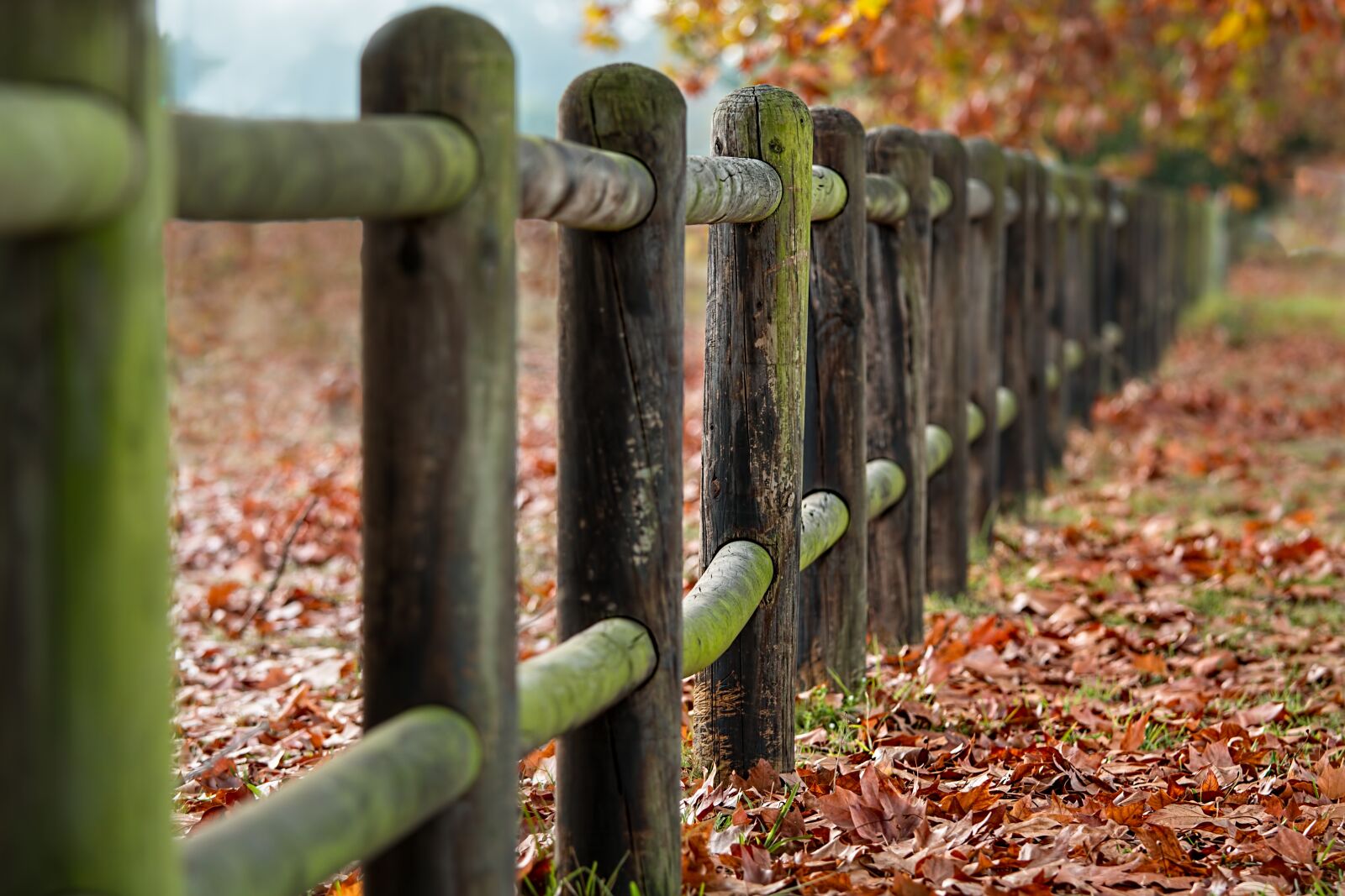 Canon EF 70-200mm F4L IS USM sample photo. Fence posts, autumn, leaves photography